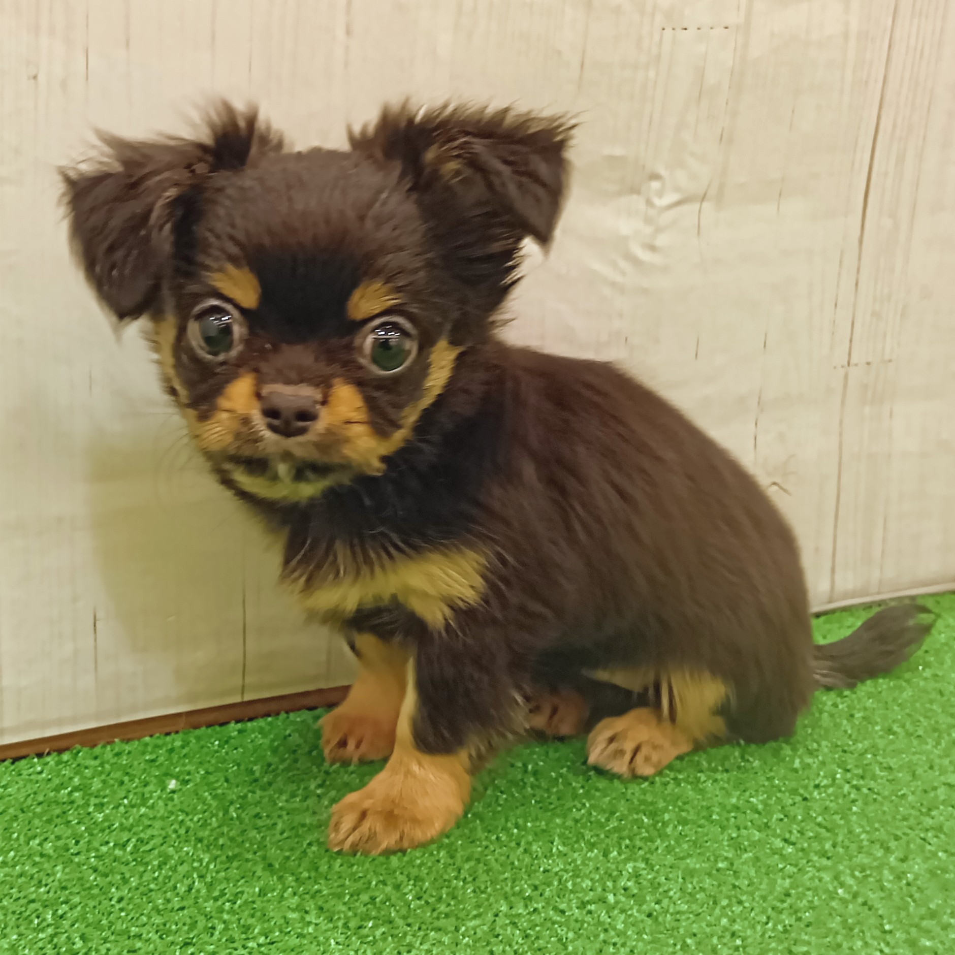 三重県のチワワ(ロング) (犬の家＆猫の里三重桑名店/2025年6月13日生まれ/女の子/ブラックタン)の子犬の3枚目の画像