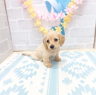 静岡県のミニチュアダックスフンド(ロング) (犬の家＆猫の里プレ葉ウォーク浜北店/2025年6月16日生まれ/女の子/イエロー)の子犬の3枚目の画像