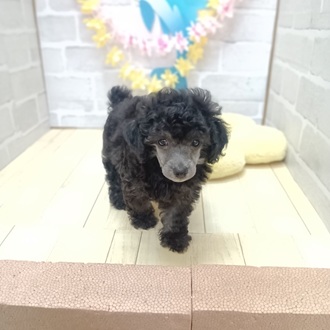 静岡県のトイプードル(トイ) (犬の家＆猫の里プレ葉ウォーク浜北店/2025年6月16日生まれ/男の子/シルバー)の子犬の3枚目の画像