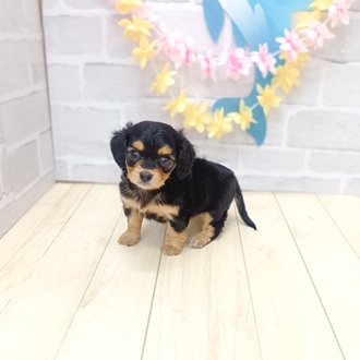 静岡県のチワックス(チワワ×ダックス) (犬の家＆猫の里プレ葉ウォーク浜北店/2025年6月16日生まれ/女の子/ブラックタン)の子犬の3枚目の画像