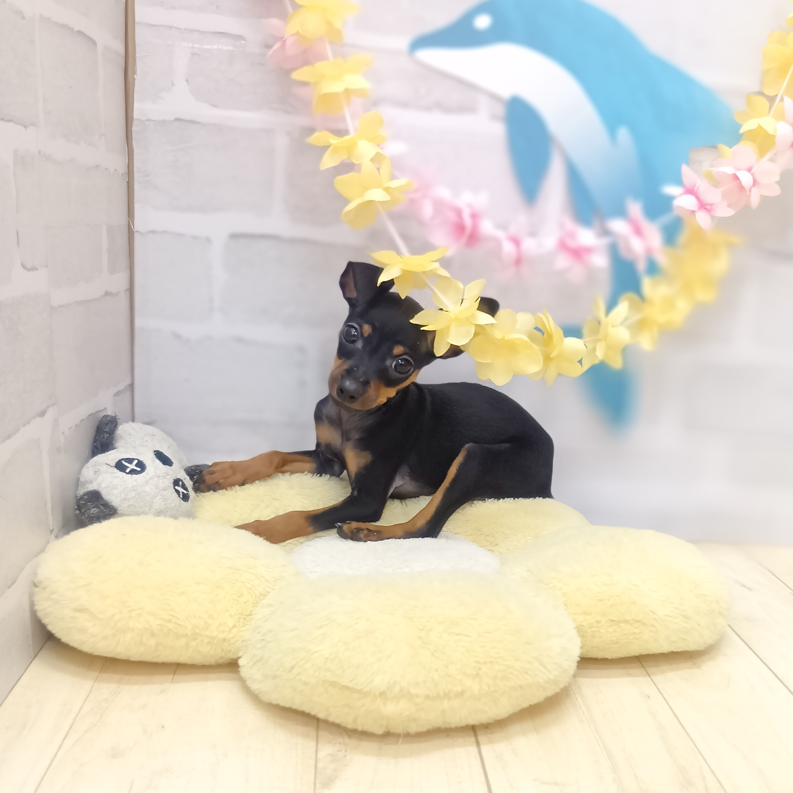 静岡県のミニチュアピンシャー (犬の家＆猫の里プレ葉ウォーク浜北店/2025年6月12日生まれ/男の子/ブラックタン)の子犬の3枚目の画像