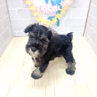 静岡県のミニチュアシュナウザー (犬の家＆猫の里プレ葉ウォーク浜北店/2025年6月15日生まれ/男の子/ソルトペッパー)の子犬の3枚目の画像