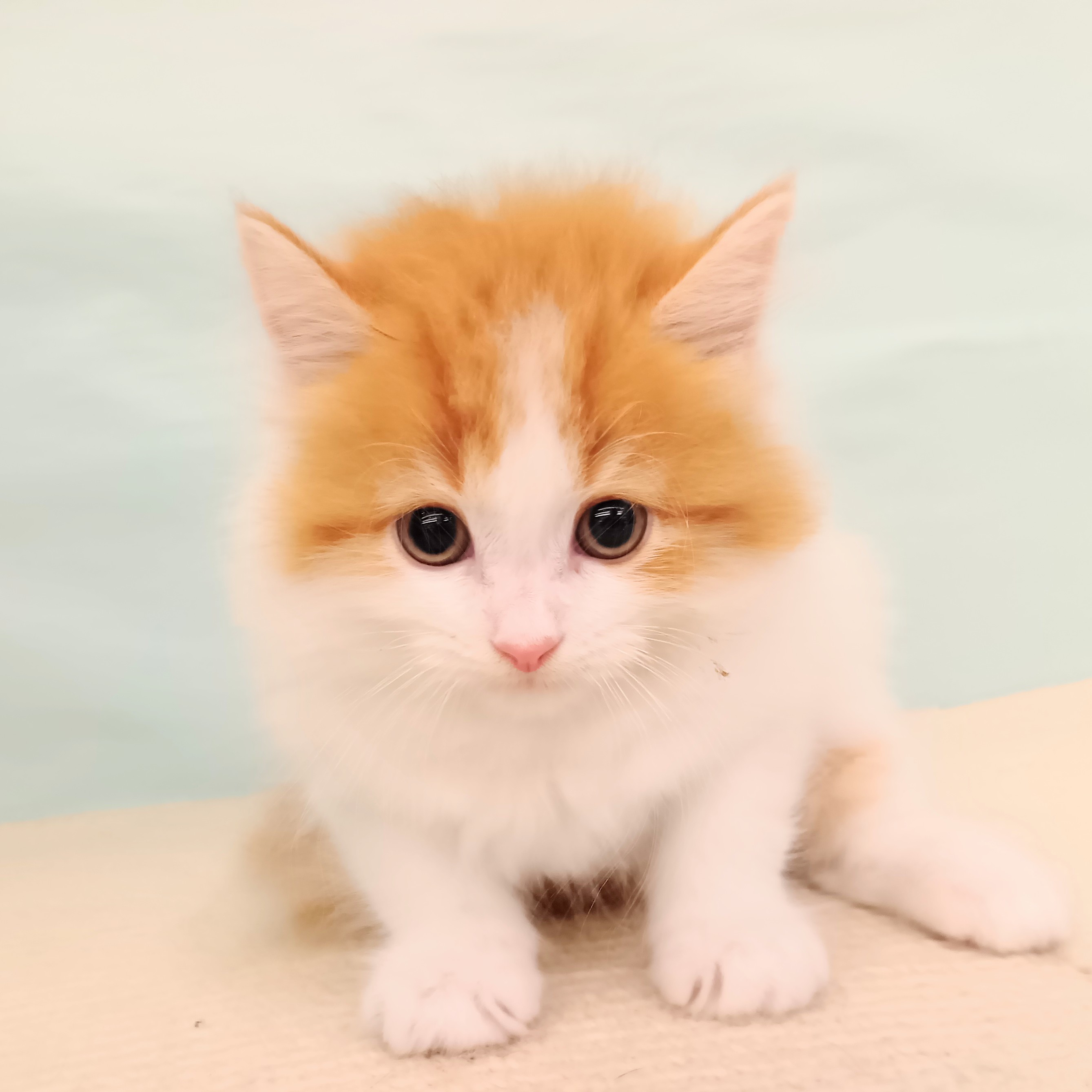 愛知県のマンチカン (犬の家＆猫の里春日井本店/2025年6月21日生まれ/男の子/レッドタビーホワイト)の子猫の3枚目の画像