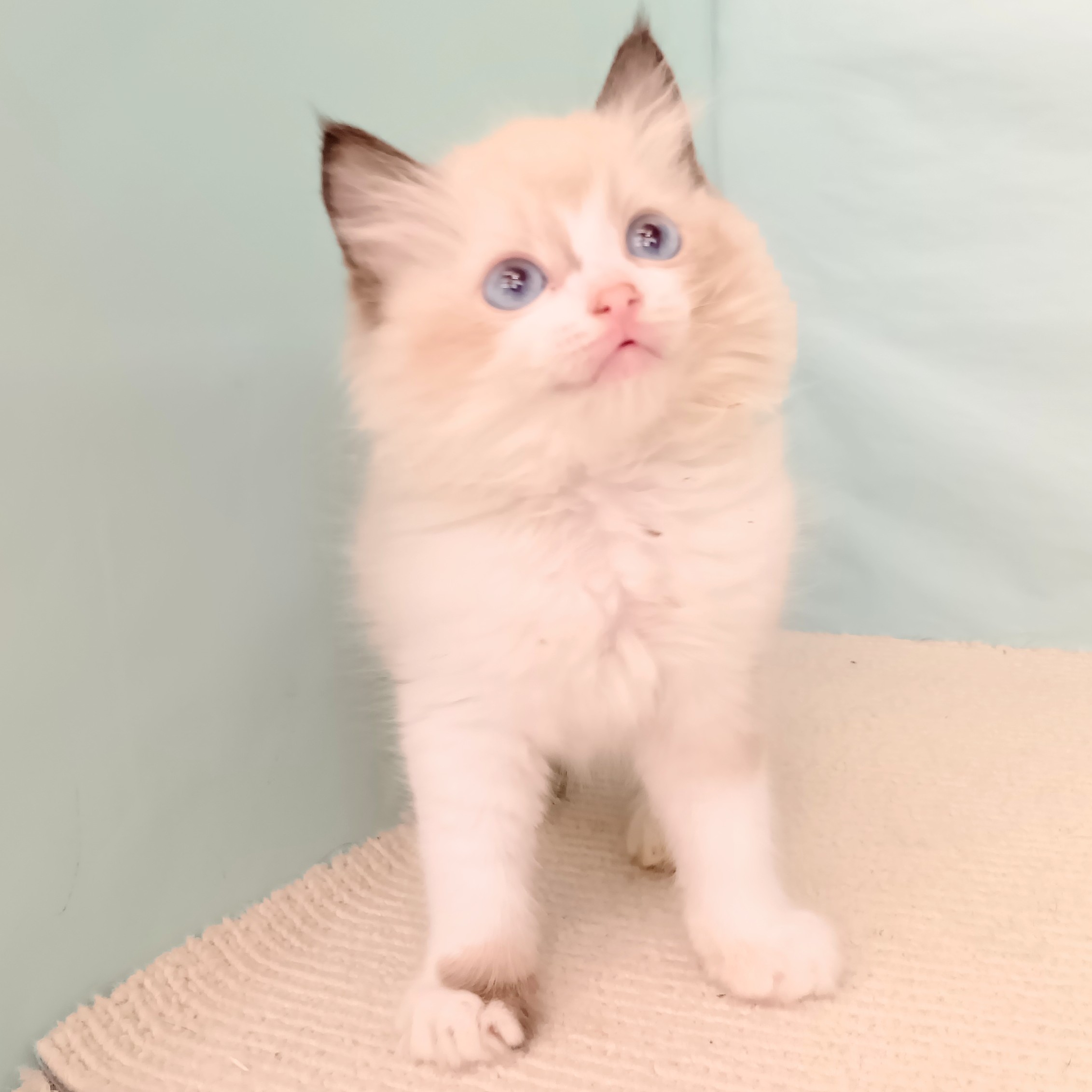 愛知県のラグドール (犬の家＆猫の里春日井本店/2025年6月21日生まれ/男の子/シールポイントバイカラー)の子猫の3枚目の画像