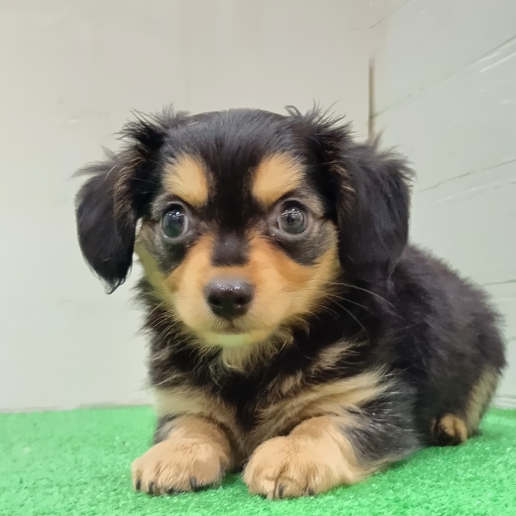 三重県のチワックス(チワワ×ダックス) (犬の家＆猫の里三重桑名店/2025年6月21日生まれ/男の子/ブラックタン)の子犬の3枚目の画像