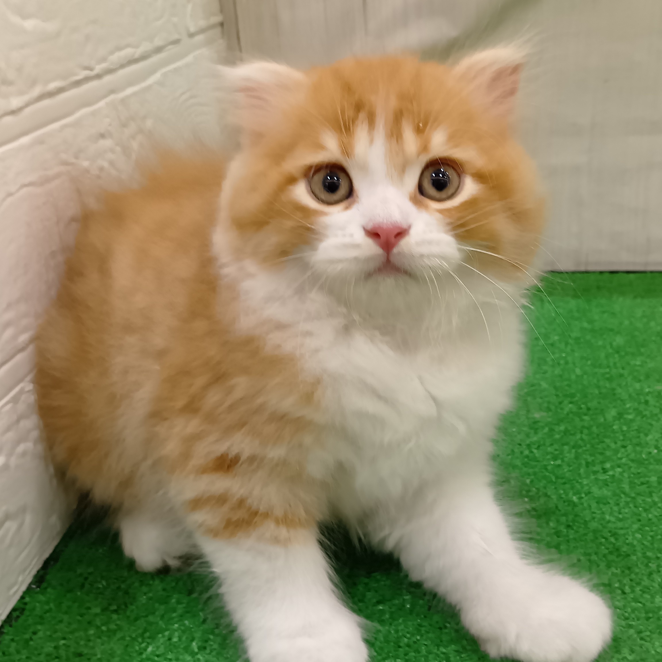 三重県のスコティッシュフォールド (犬の家＆猫の里三重桑名店/2025年7月3日生まれ/男の子/レッドタビーホワイト)の子猫