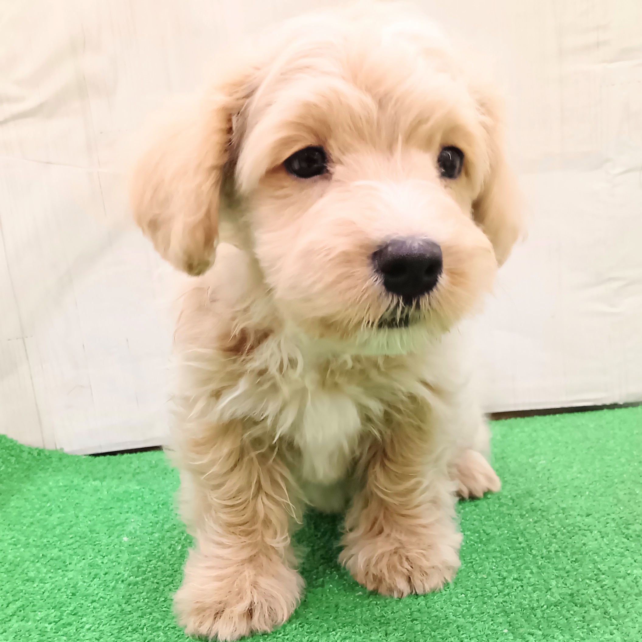 三重県のマルプー(マルチーズ×プードル) (犬の家＆猫の里三重桑名店/2025年7月17日生まれ/男の子/クリームホワイト)の子犬の3枚目の画像