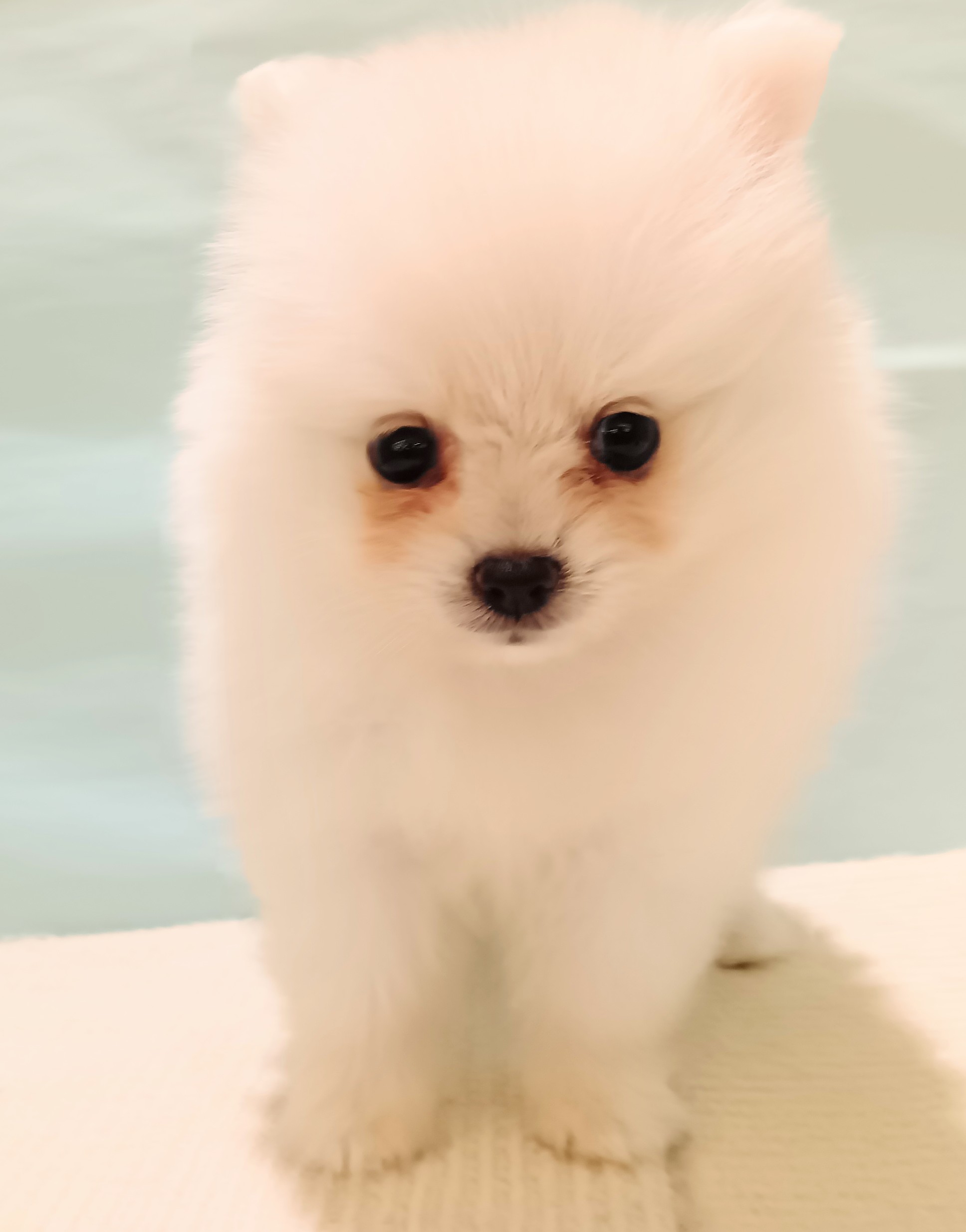 愛知県のポメラニアン (犬の家＆猫の里春日井本店/2025年7月19日生まれ/女の子/クリーム)の子犬の3枚目の画像