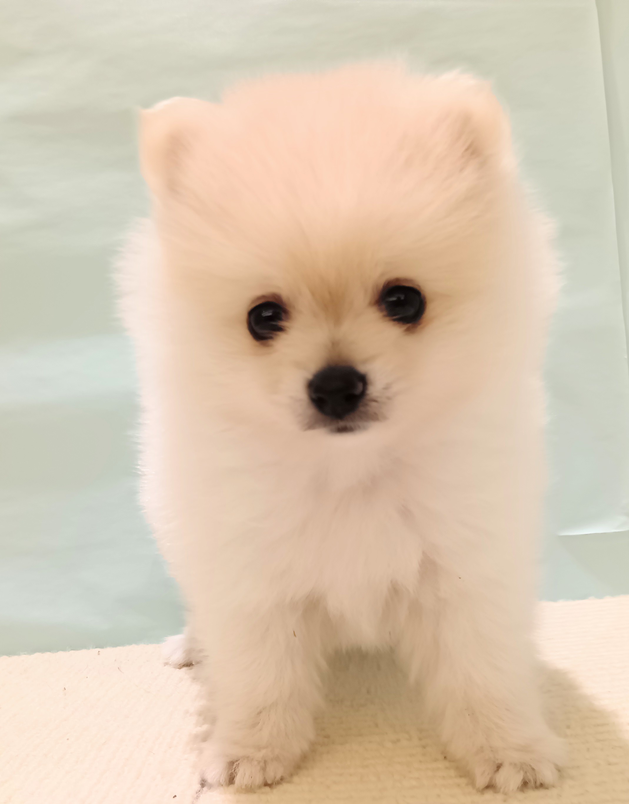 愛知県のポメラニアン (犬の家＆猫の里春日井本店/2025年7月21日生まれ/男の子/クリーム)の子犬の3枚目の画像