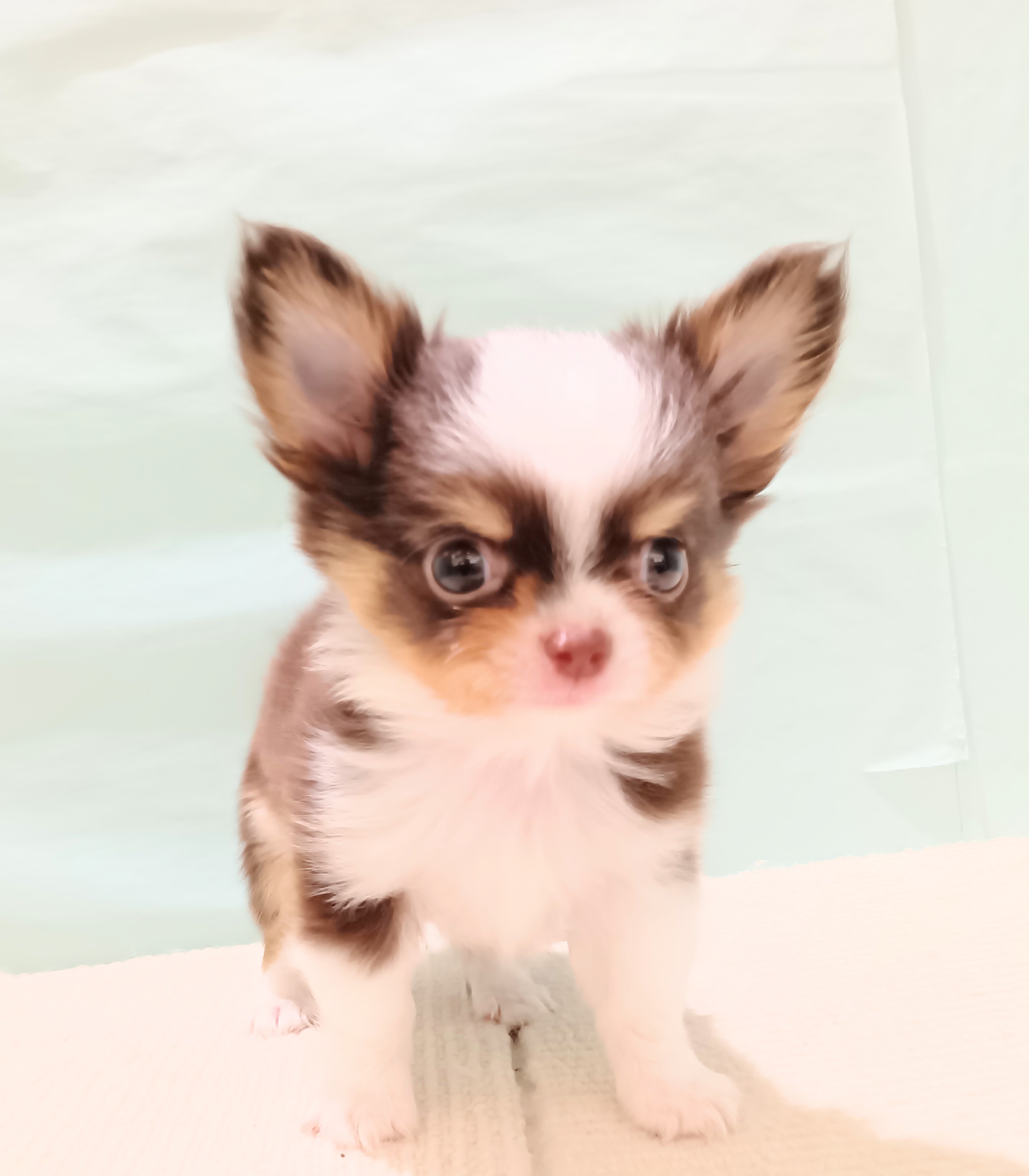 愛知県のチワワ(ロング) (犬の家＆猫の里春日井本店/2025年7月17日生まれ/男の子/チョコレートタンホワイト)の子犬の3枚目の画像