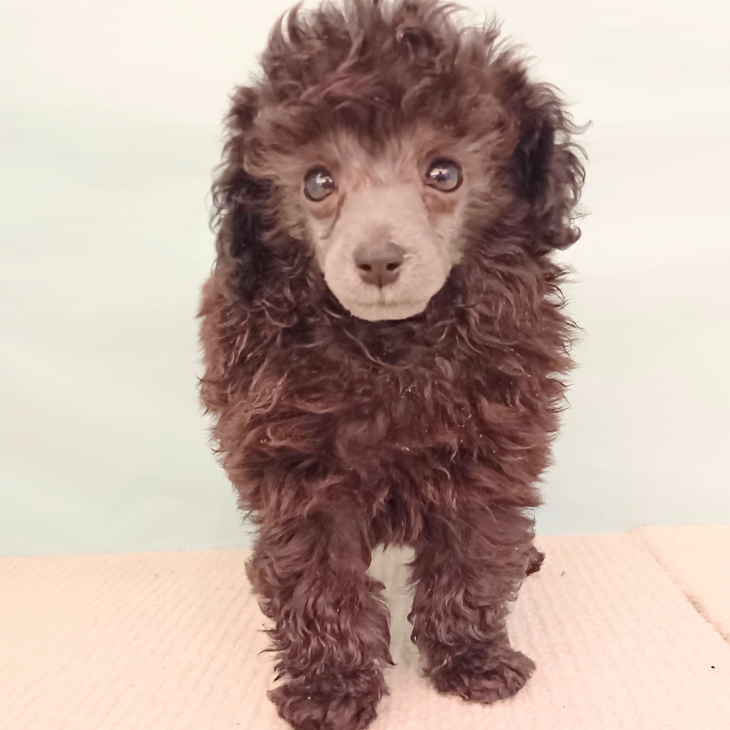愛知県のタイニープードル (犬の家＆猫の里春日井本店/2025年7月25日生まれ/男の子/グレー)の子犬の3枚目の画像