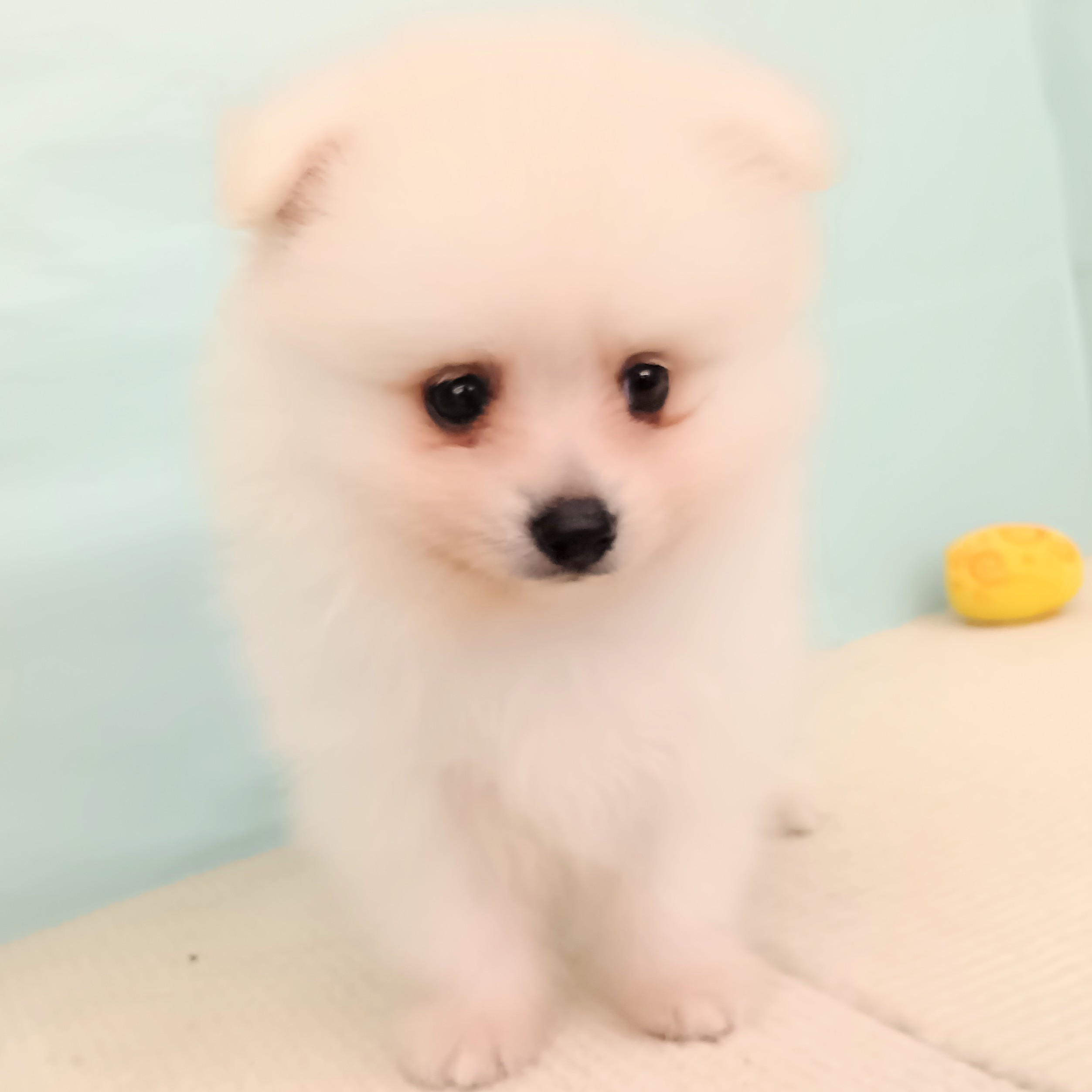 愛知県のポメラニアン (犬の家＆猫の里春日井本店/2025年7月27日生まれ/男の子/クリーム)の子犬の3枚目の画像
