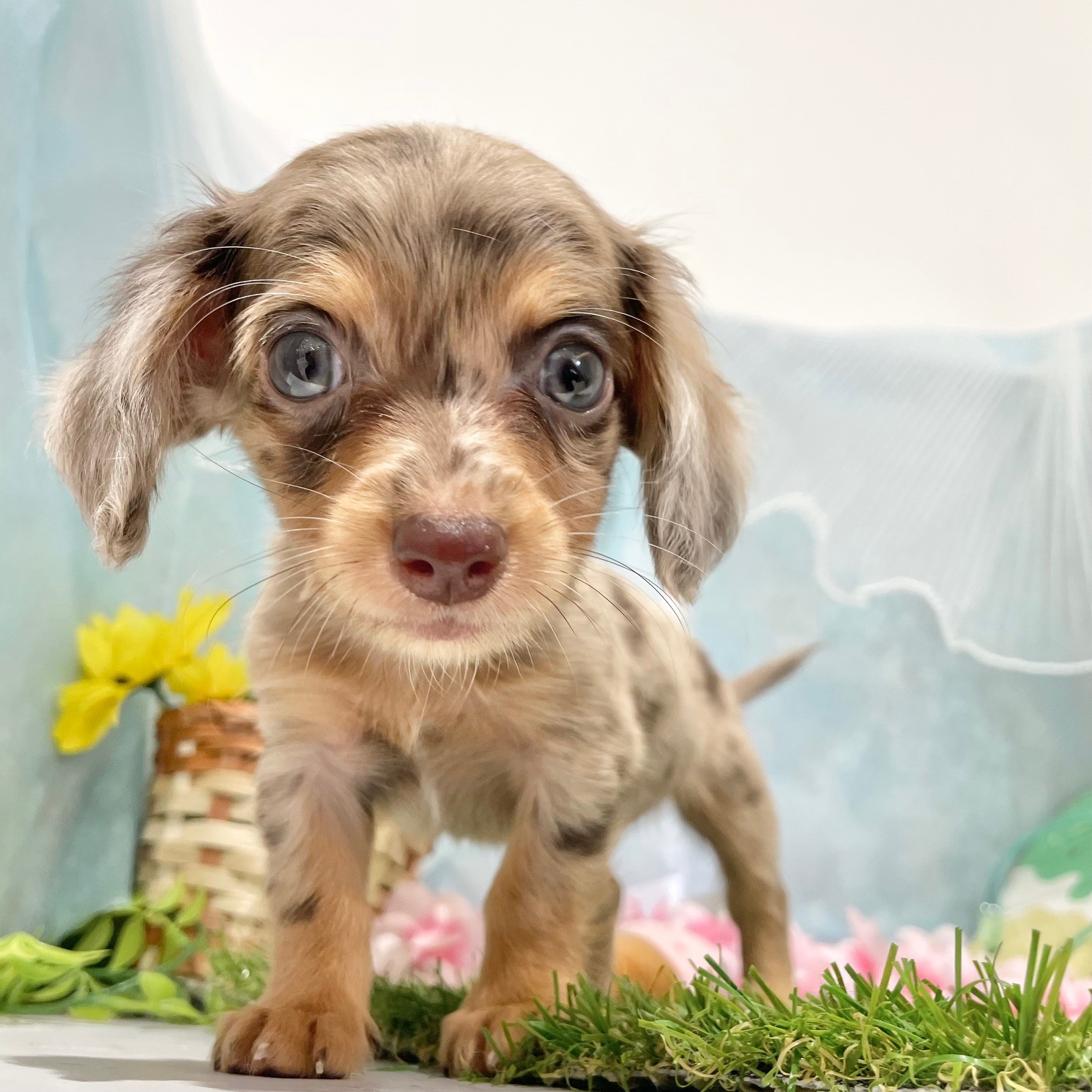 福岡県のチワックス(チワワ×ダックス) (犬の家＆猫の里くりえいと宗像店/2026年6月15日生まれ/女の子/チョコレートマール)の子犬の3枚目の画像