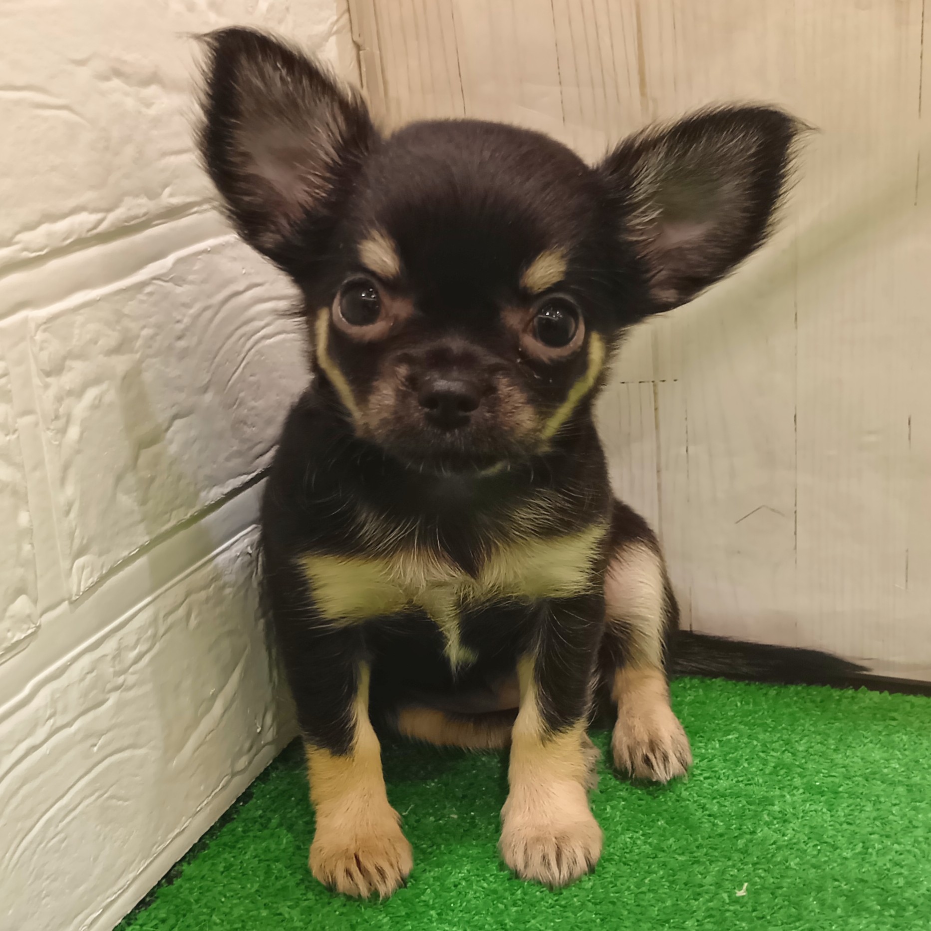 三重県のチワワ(ロング) (犬の家＆猫の里三重桑名店/2025年8月23日生まれ/女の子/ブラッククリーム)の子犬の1枚目の画像