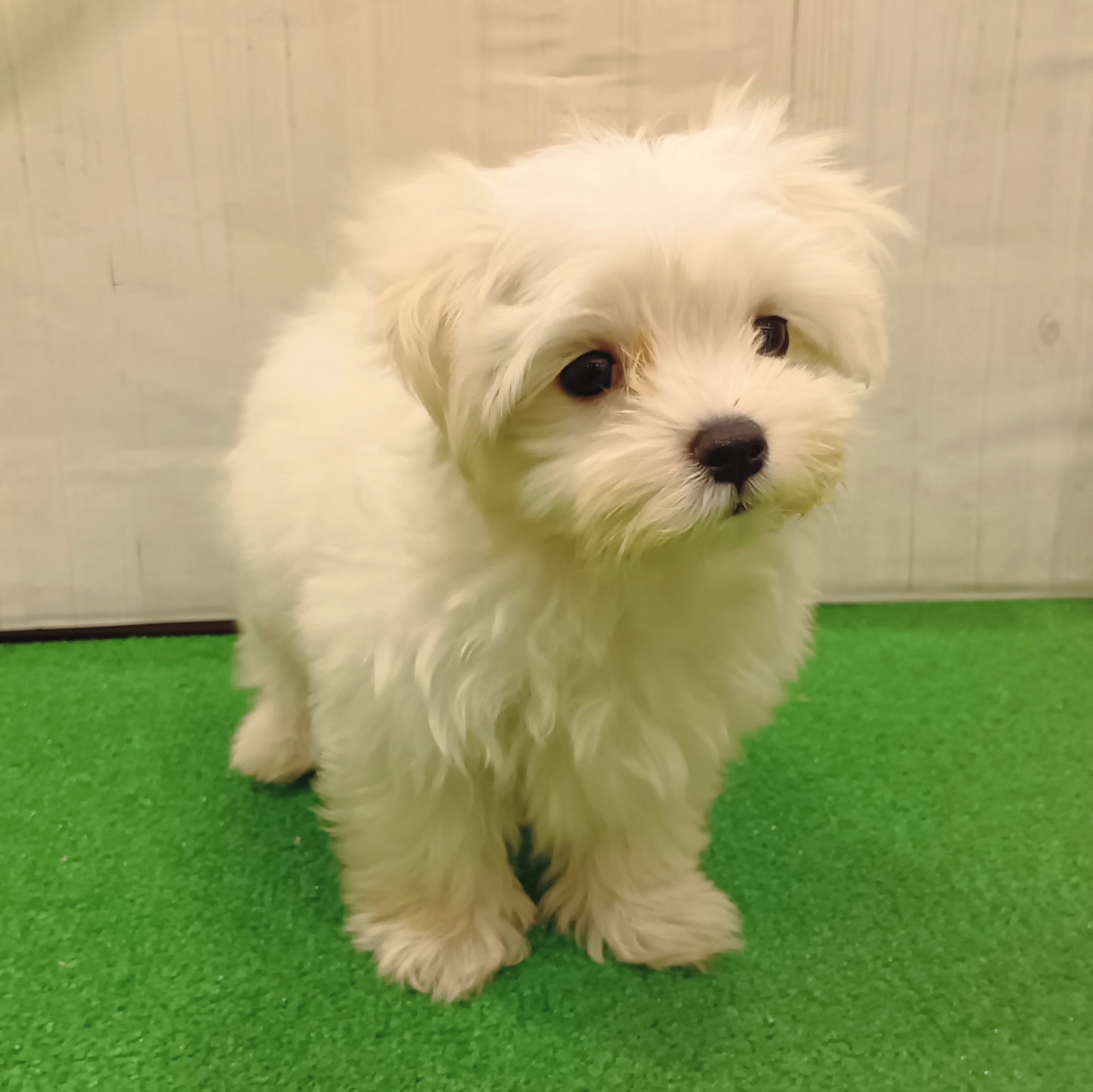 三重県のマルチーズ (犬の家＆猫の里三重桑名店/2025年8月26日生まれ/男の子/ホワイト)の子犬の3枚目の画像