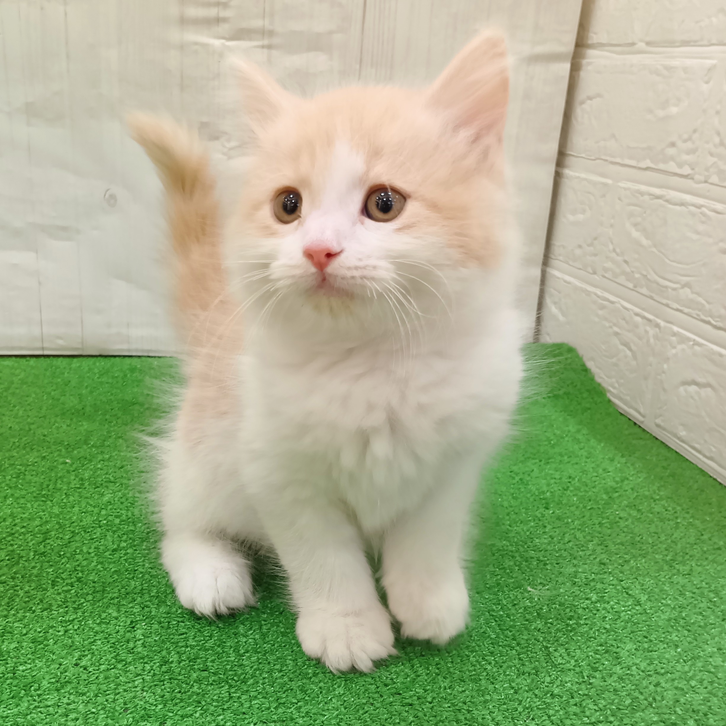三重県のサイベリアン (犬の家＆猫の里三重桑名店/2025年8月27日生まれ/男の子/クリームタビーホワイト)の子猫の3枚目の画像