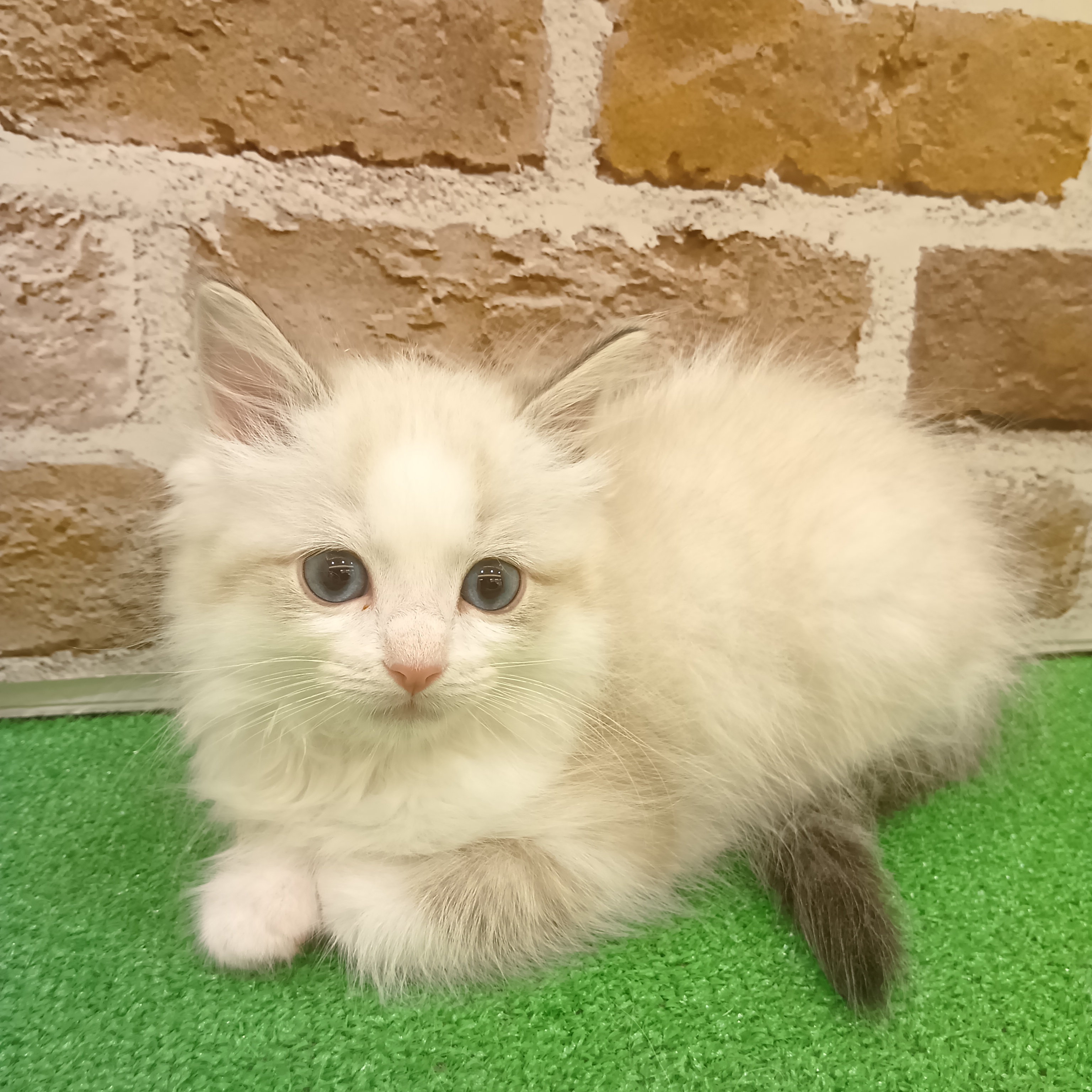 三重県のラグドール (犬の家＆猫の里三重桑名店/2025年9月23日生まれ/男の子/シールポイントバイカラー)の子猫の3枚目の画像