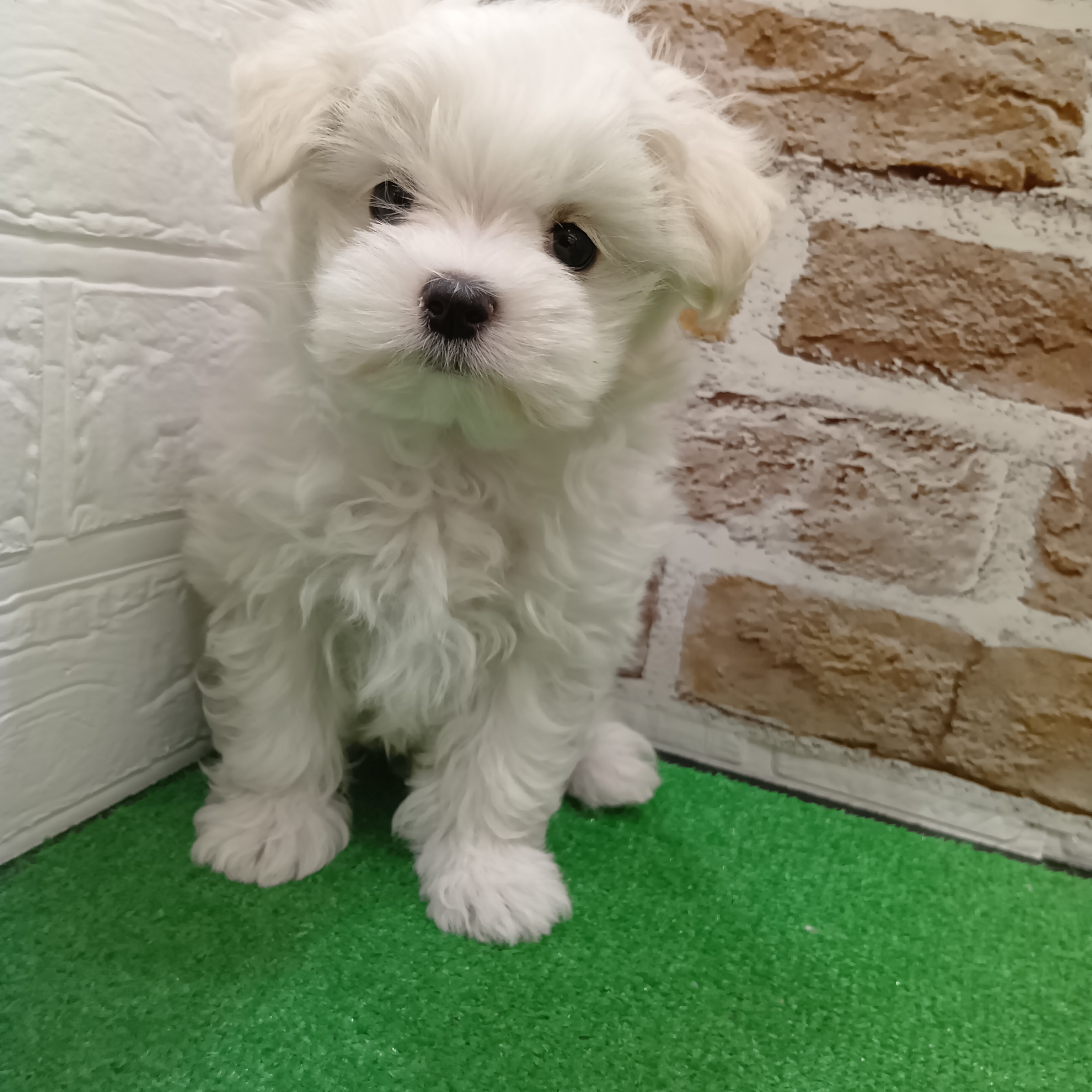 三重県のマルチーズ (犬の家＆猫の里三重桑名店/2025年9月17日生まれ/男の子/ホワイト)の子犬の3枚目の画像