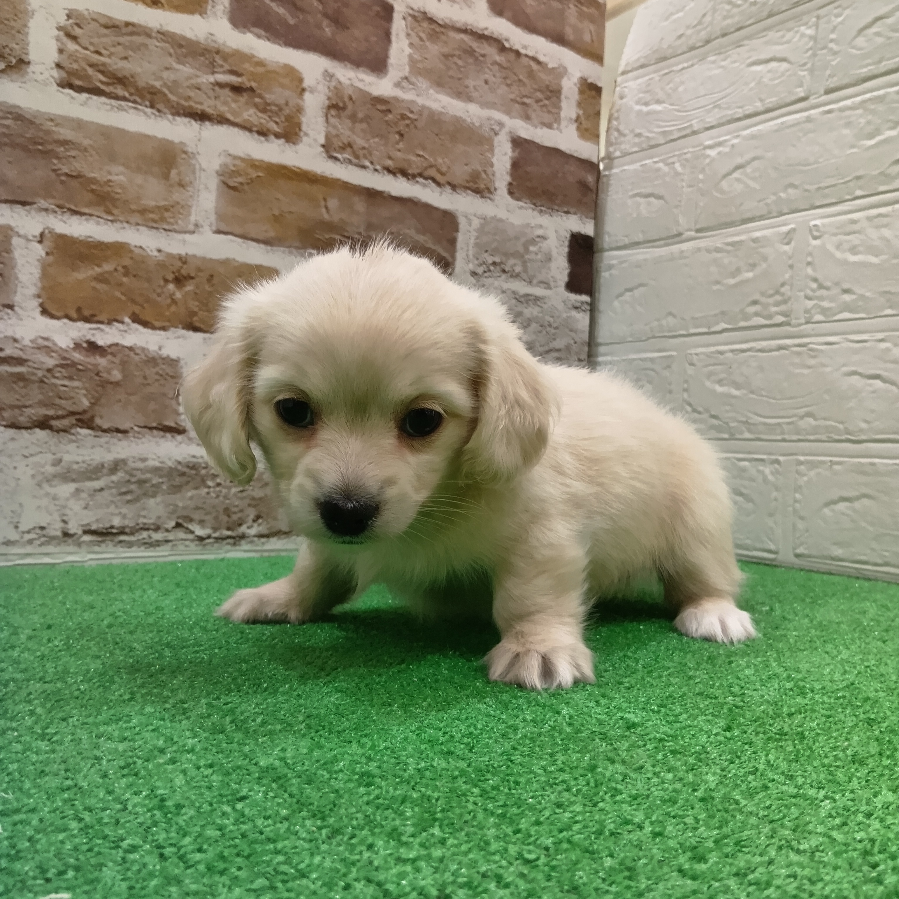 三重県のチワックス(チワワ×ダックス) (犬の家＆猫の里三重桑名店/2025年9月30日生まれ/男の子/クリーム)の子犬の3枚目の画像