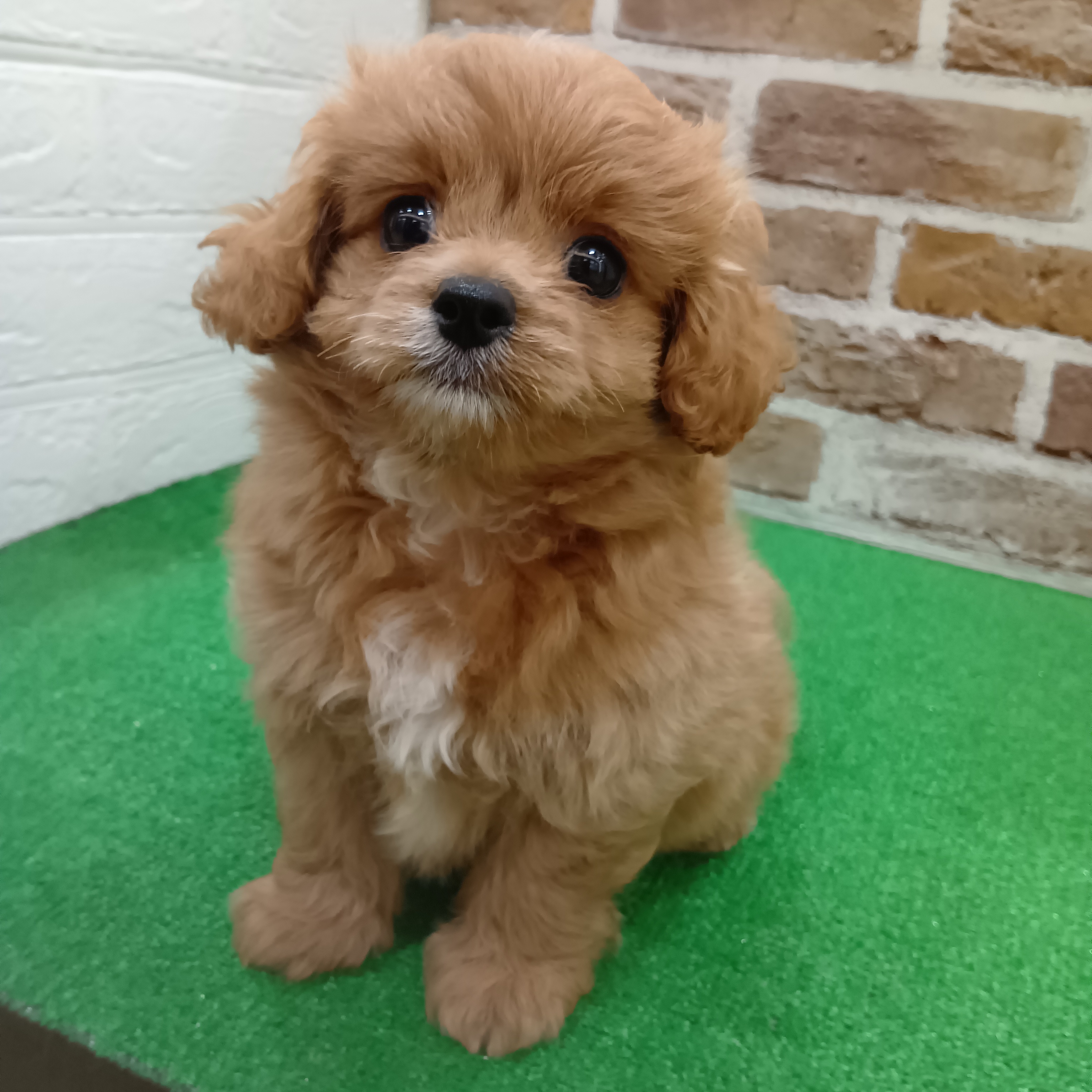 ハーフ犬男の子の写真