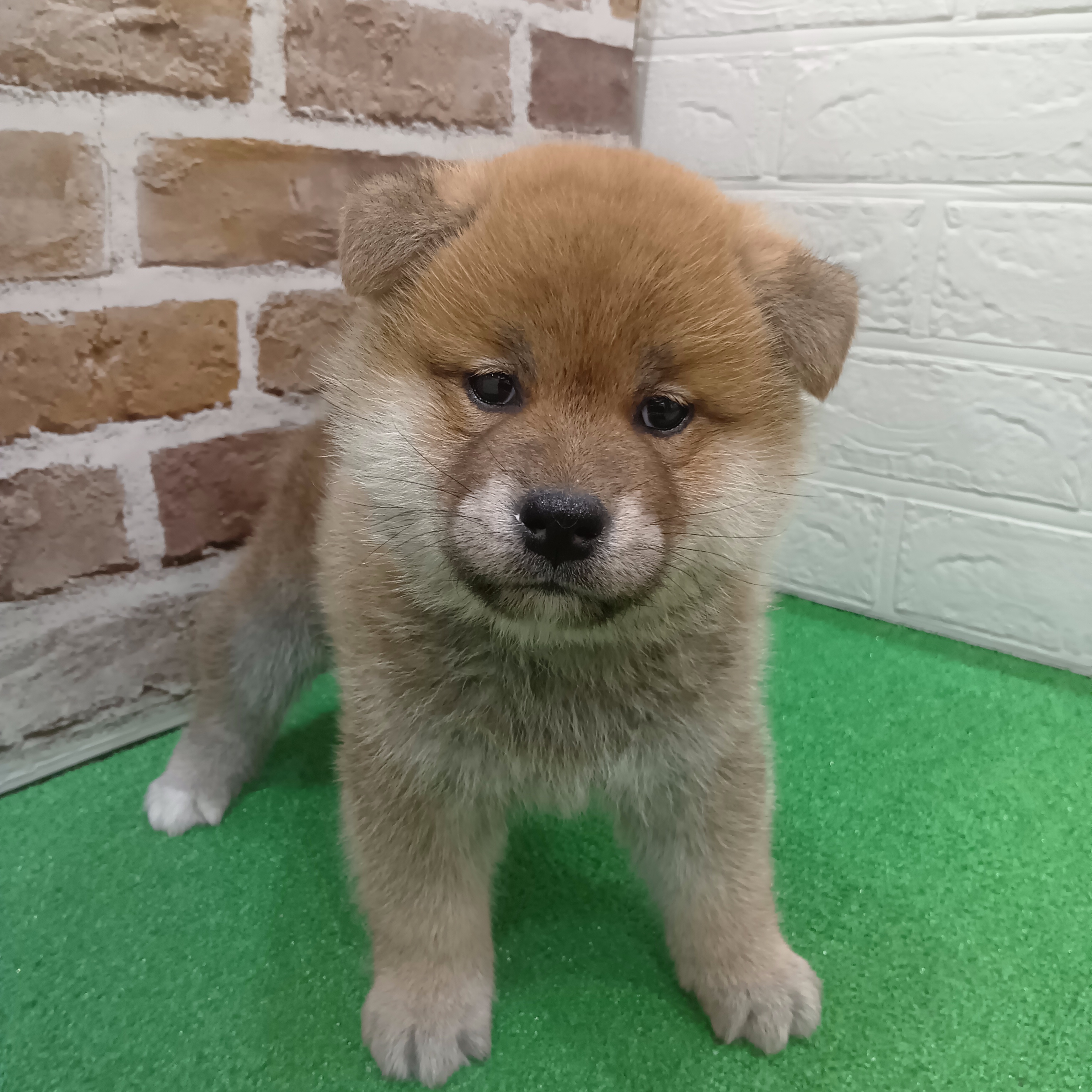 三重県の柴犬(標準サイズ) (犬の家＆猫の里三重桑名店/2025年10月26日生まれ/男の子/赤)の子犬の3枚目の画像