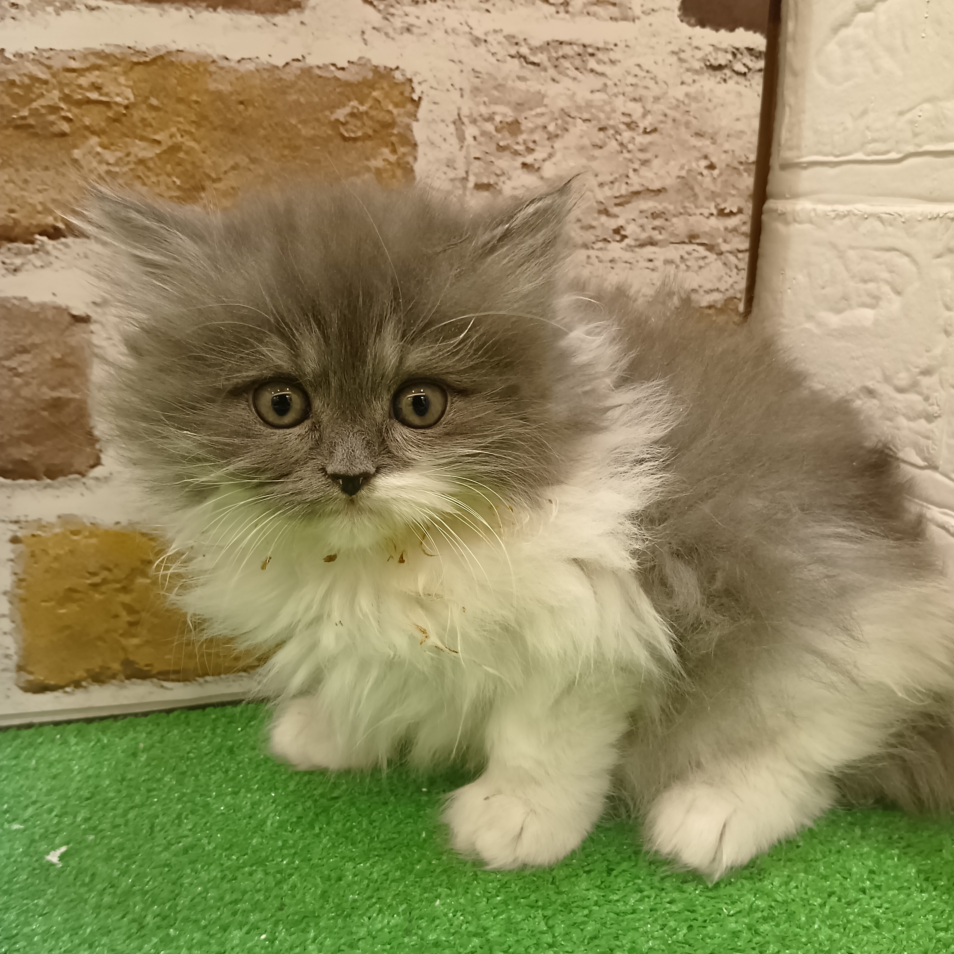 三重県のサイベリアン (犬の家＆猫の里三重桑名店/2025年10月24日生まれ/女の子/ブルータビーホワイト)の子猫の3枚目の画像