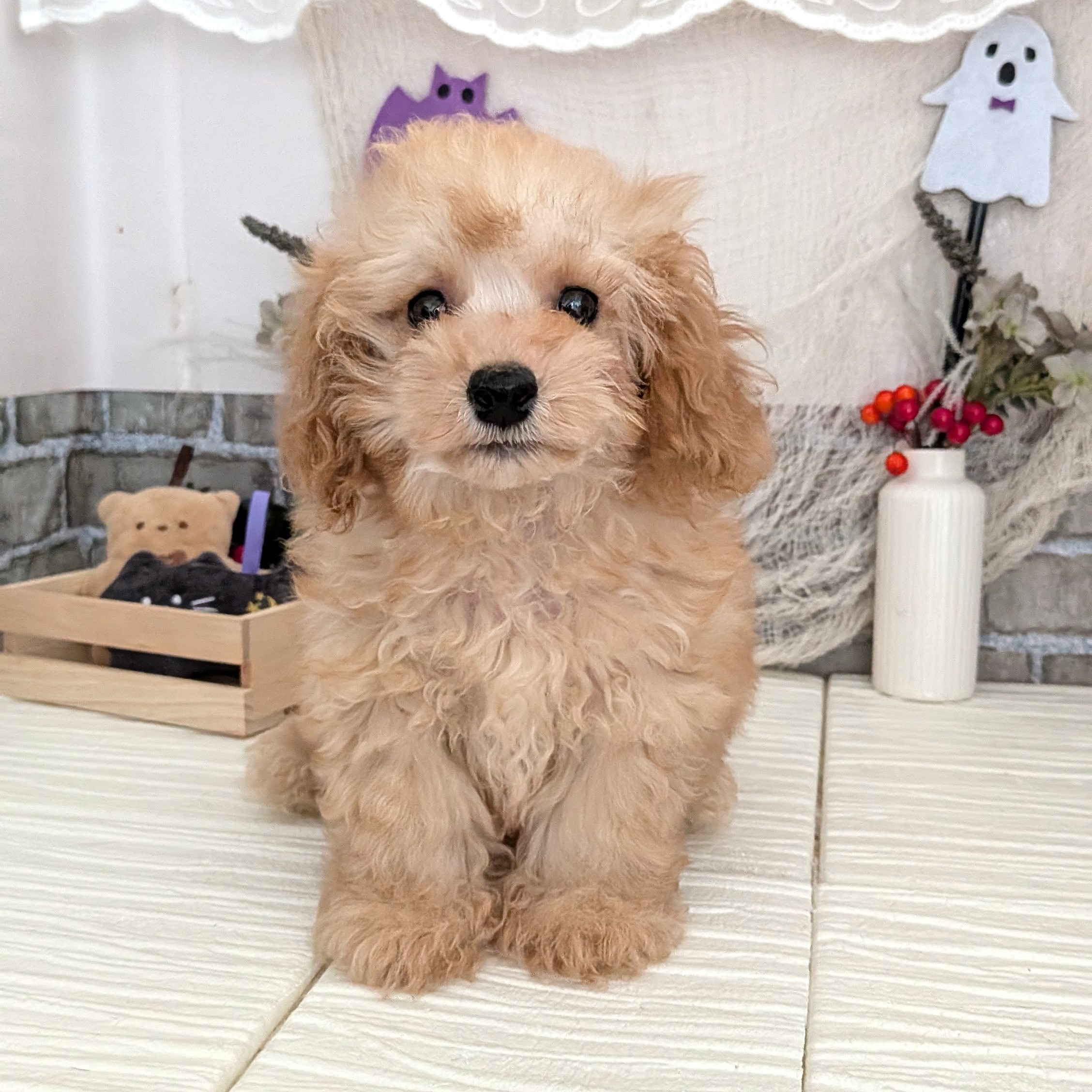 トイプードル男の子の写真