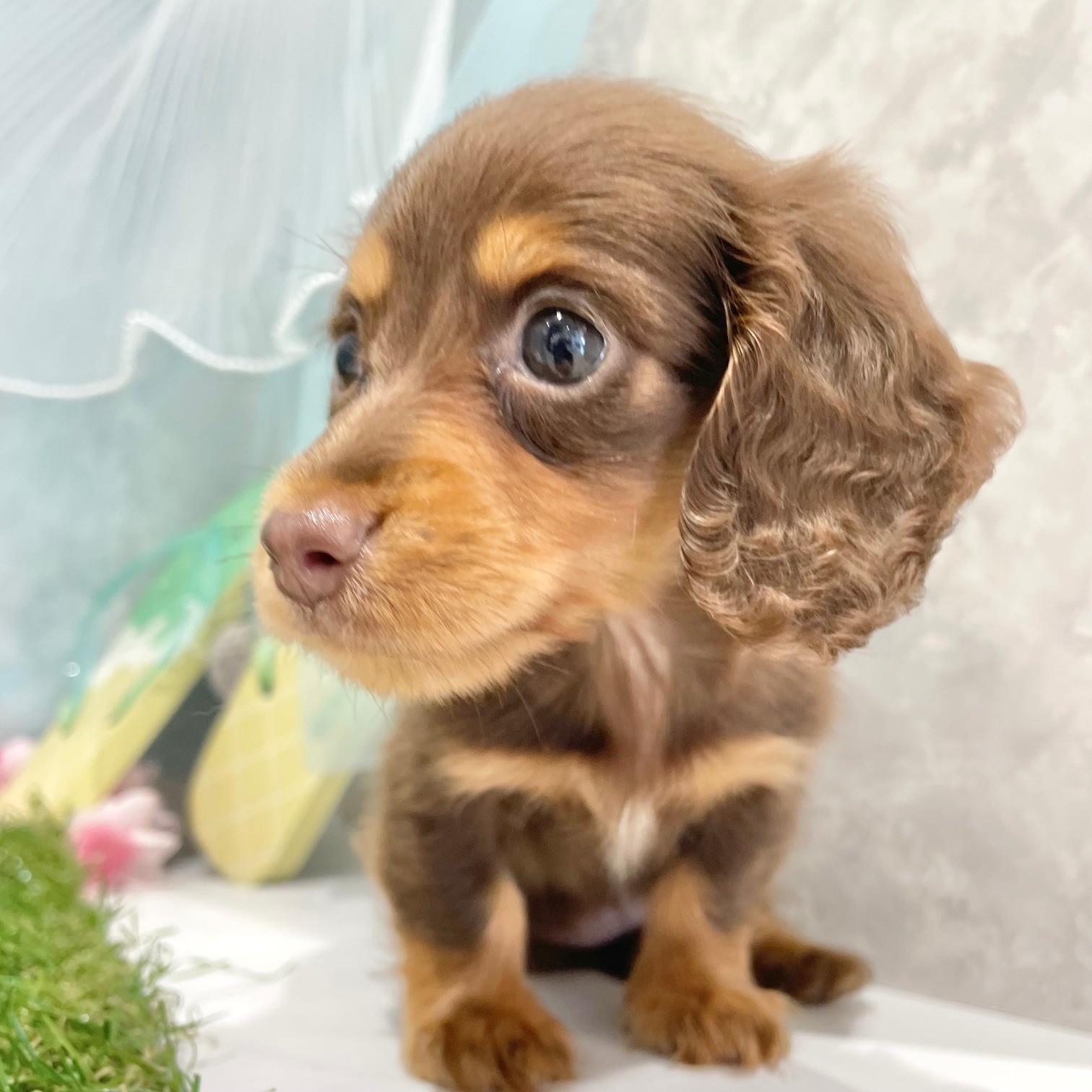 福岡県のミニチュアダックスフンド(ロング) (犬の家＆猫の里くりえいと宗像店/2026年6月13日生まれ/女の子/チョコレートタン)の子犬の3枚目の画像