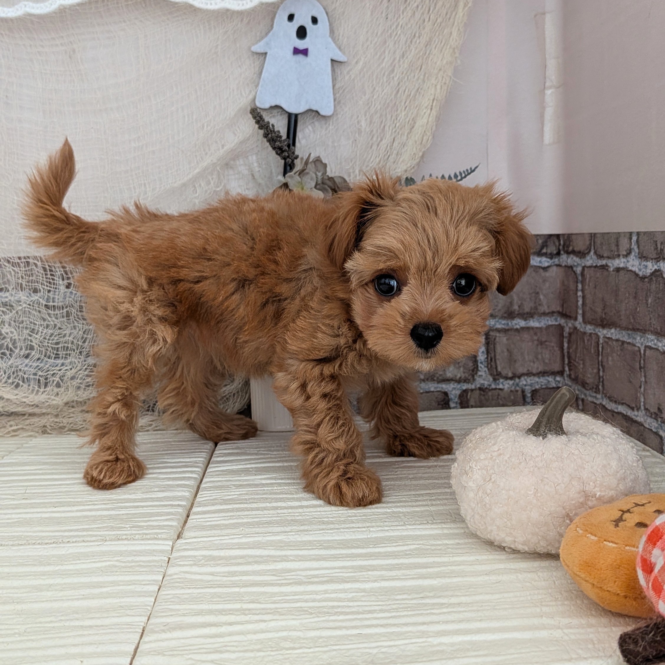 愛知県のチワプー/プーチー(チワワ×プードル) (犬の家&猫の里碧南店/2025年8月18日生まれ/女の子/アプリコット)の子犬の3枚目の画像