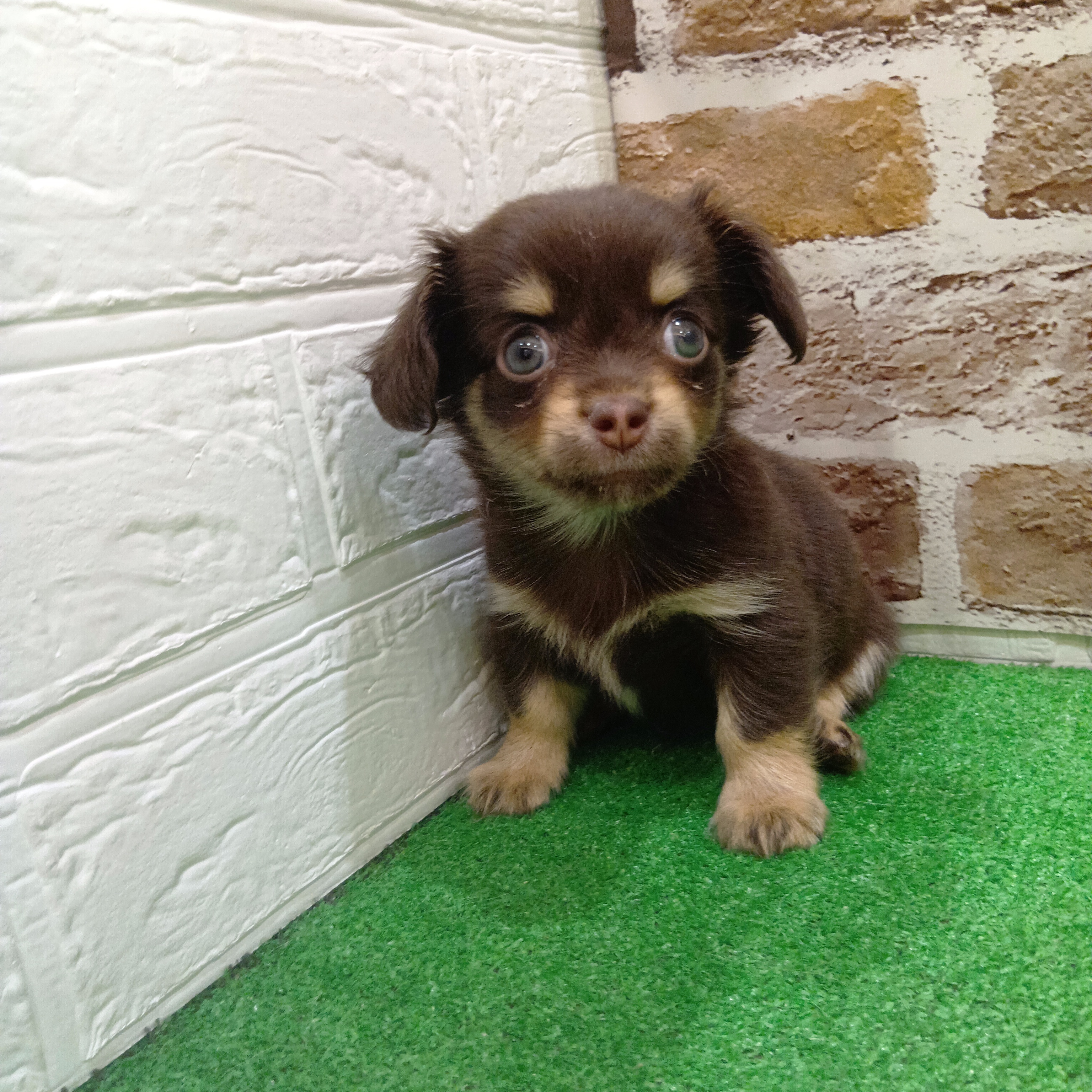 三重県のチワックス(チワワ×ダックス) (犬の家＆猫の里三重桑名店/2025年11月3日生まれ/男の子/チョコレートタン)の子犬の3枚目の画像