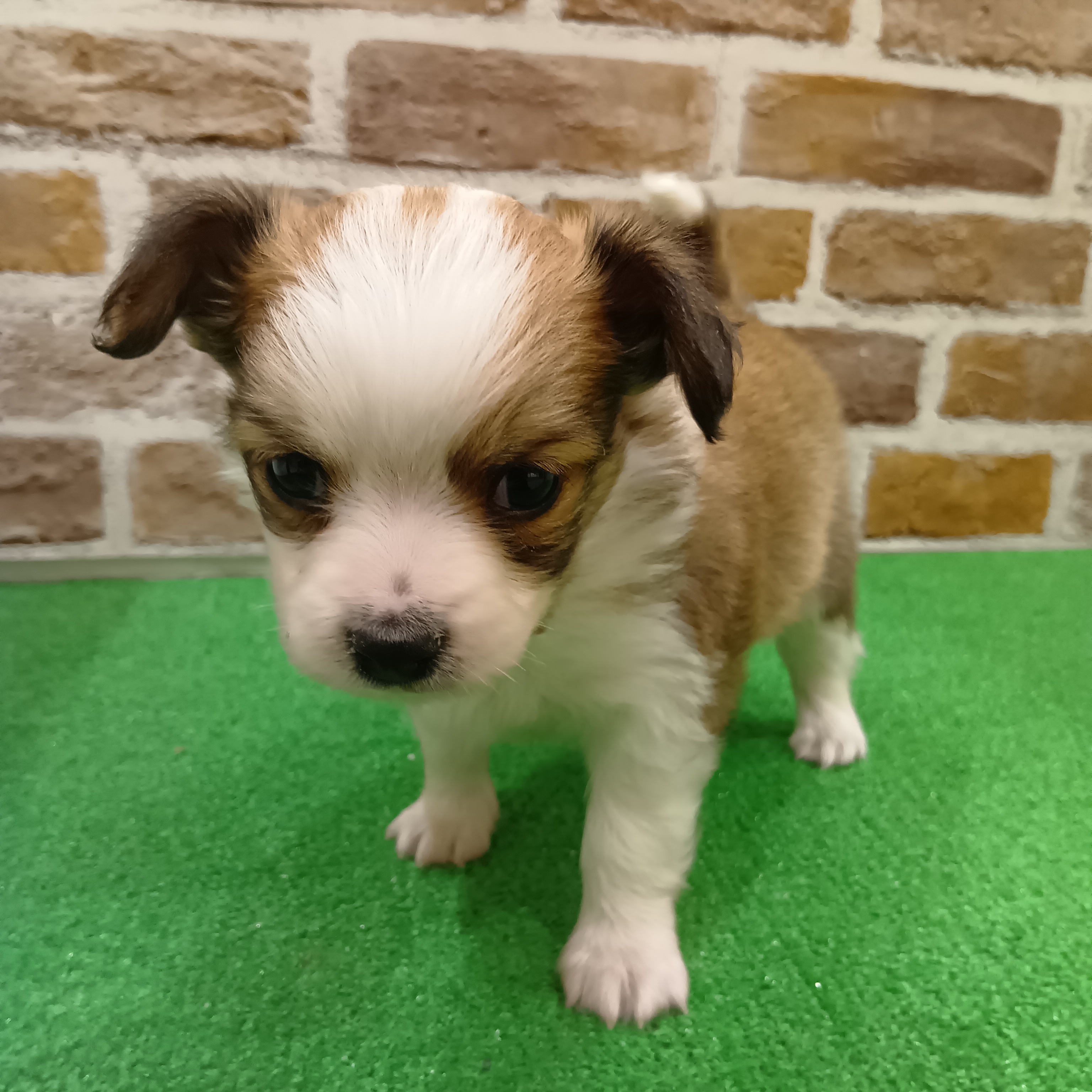 三重県のパピチー/チワパピ(パピヨン×チワワ) (犬の家＆猫の里三重桑名店/2025年11月3日生まれ/男の子/ホワイトブラウン)の子犬の3枚目の画像