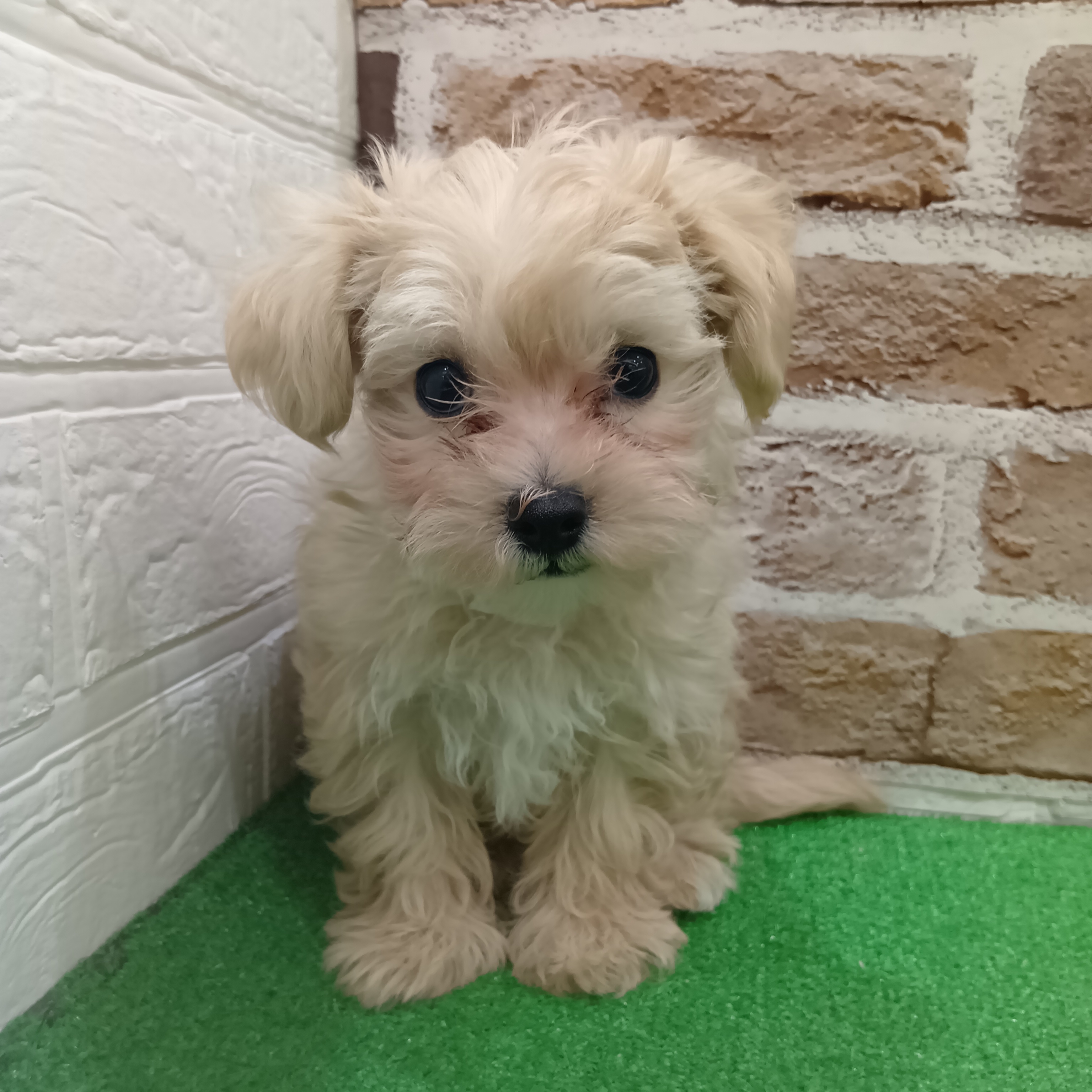 三重県のマルプー(マルチーズ×プードル) (犬の家＆猫の里三重桑名店/2025年11月6日生まれ/女の子/クリーム)の子犬の1枚目の画像