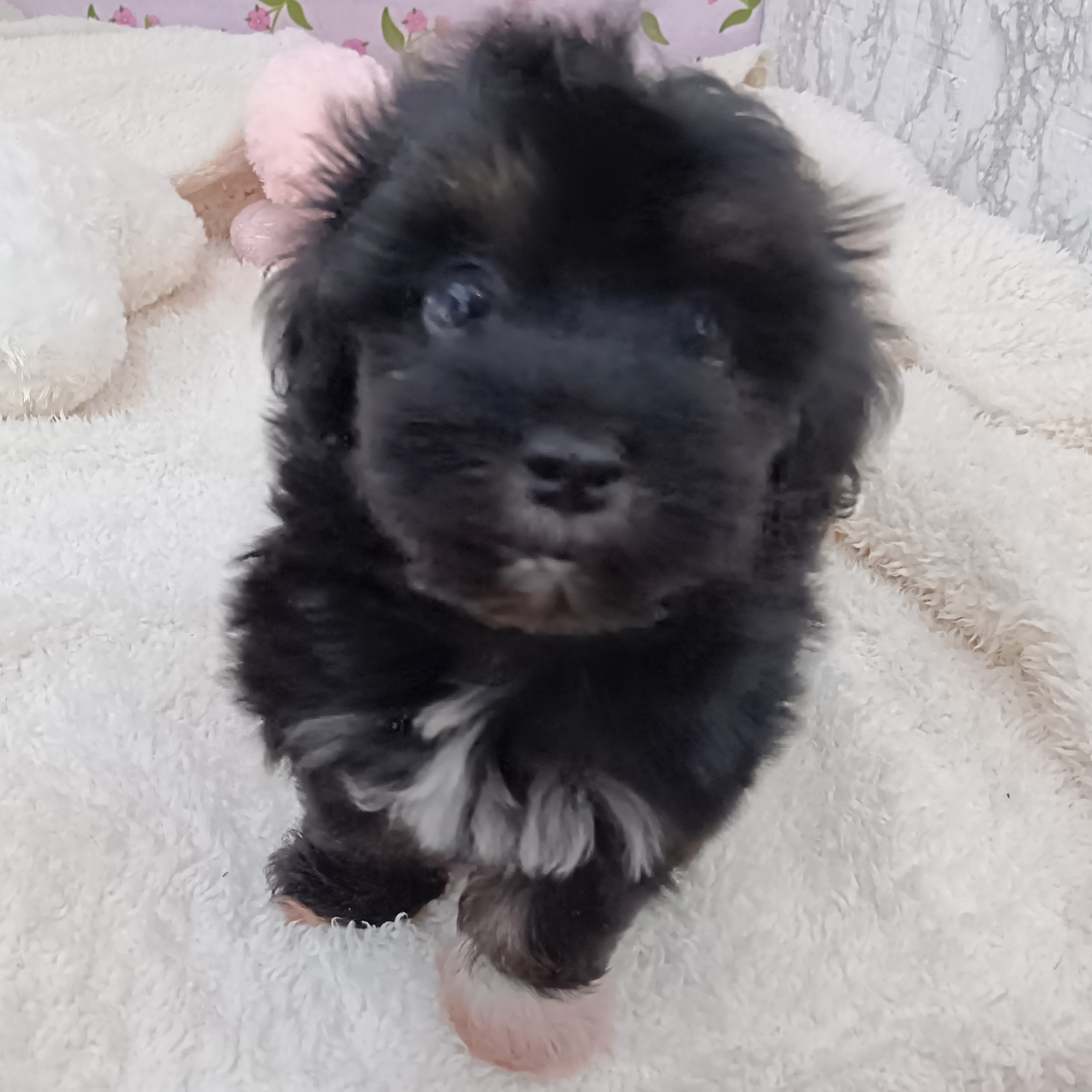 愛知県のマルプー(マルチーズ×プードル) (犬の家＆猫の里エアポートウォーク店/2026年1月13日生まれ/男の子/ブラック)の子犬の3枚目の画像