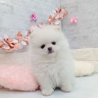 静岡県のポメラニアン (犬の家＆猫の里プレ葉ウォーク浜北店/2026年1月12日生まれ/女の子/ホワイト)の子犬の3枚目の画像