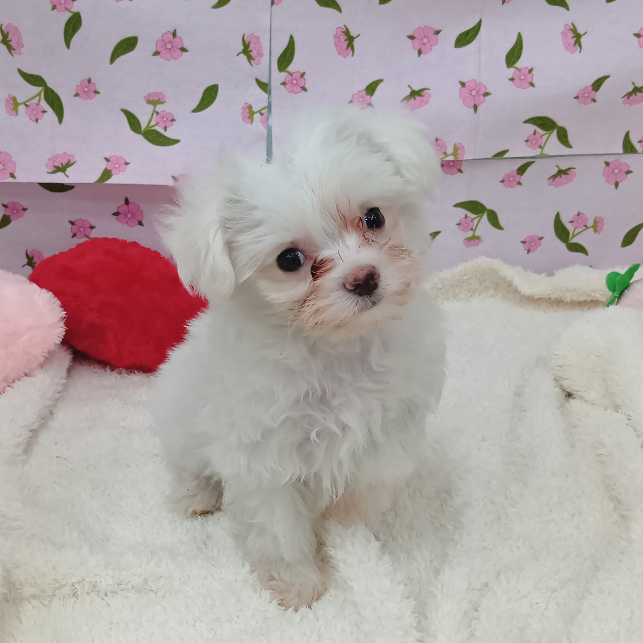 愛知県のチワマル/マルチワ(チワワ×マルチーズ) (犬の家＆猫の里エアポートウォーク店/2026年1月11日生まれ/男の子/クリームホワイト)の子犬の3枚目の画像