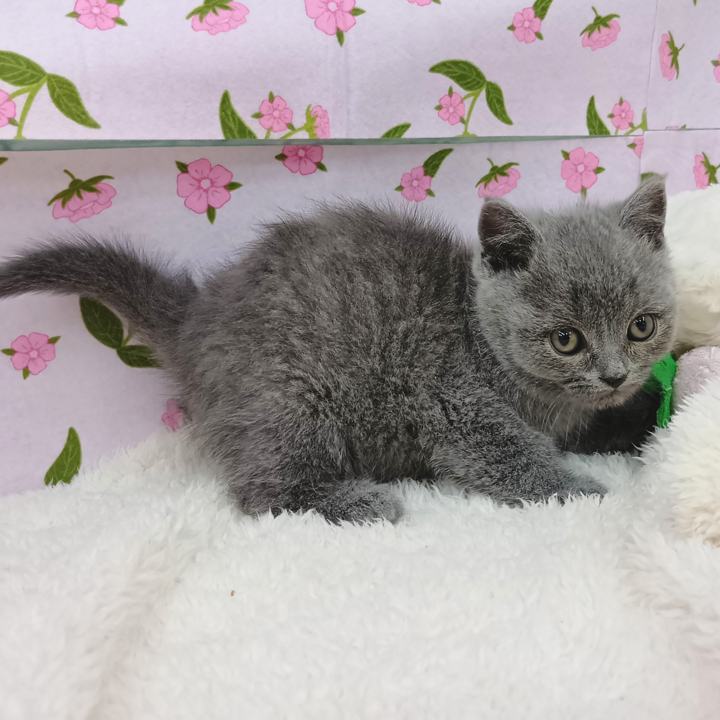 愛知県のブリティッシュショートヘアー (犬の家＆猫の里エアポートウォーク店/2026年1月16日生まれ/男の子/ブルー)の子猫の3枚目の画像