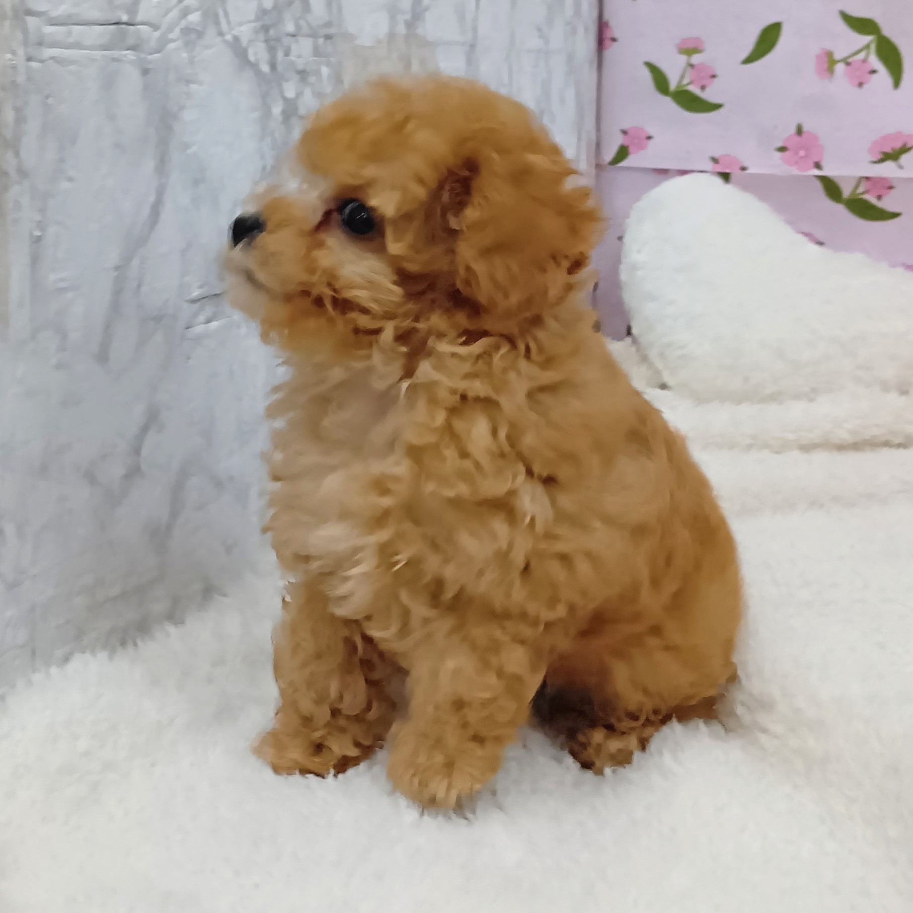 愛知県のトイプードル(トイ) (犬の家＆猫の里エアポートウォーク店/2026年1月30日生まれ/男の子/オレンジフォーン)の子犬の3枚目の画像