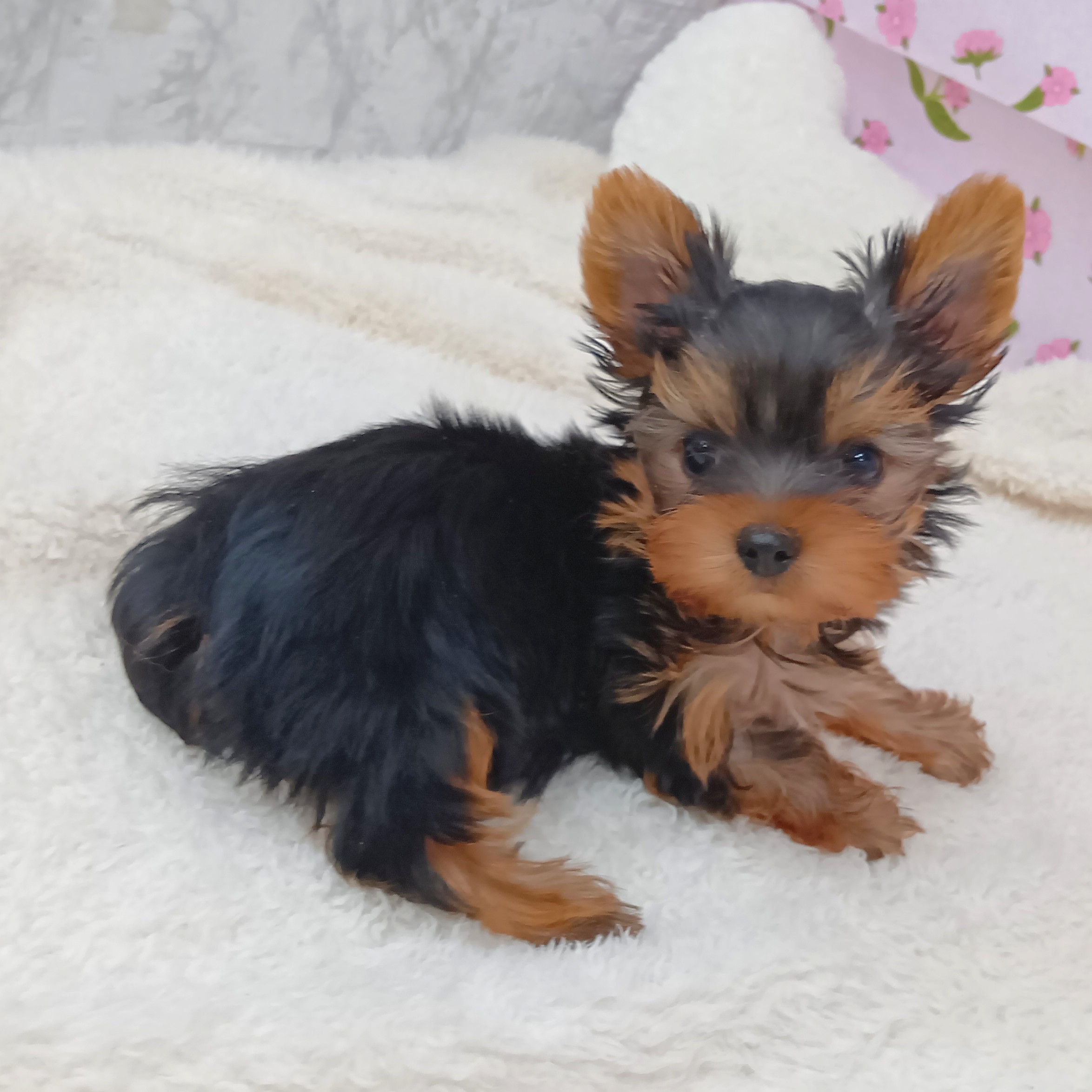 愛知県のヨークシャーテリア (犬の家＆猫の里エアポートウォーク店/2026年1月30日生まれ/男の子/スチールブルータン)の子犬の3枚目の画像