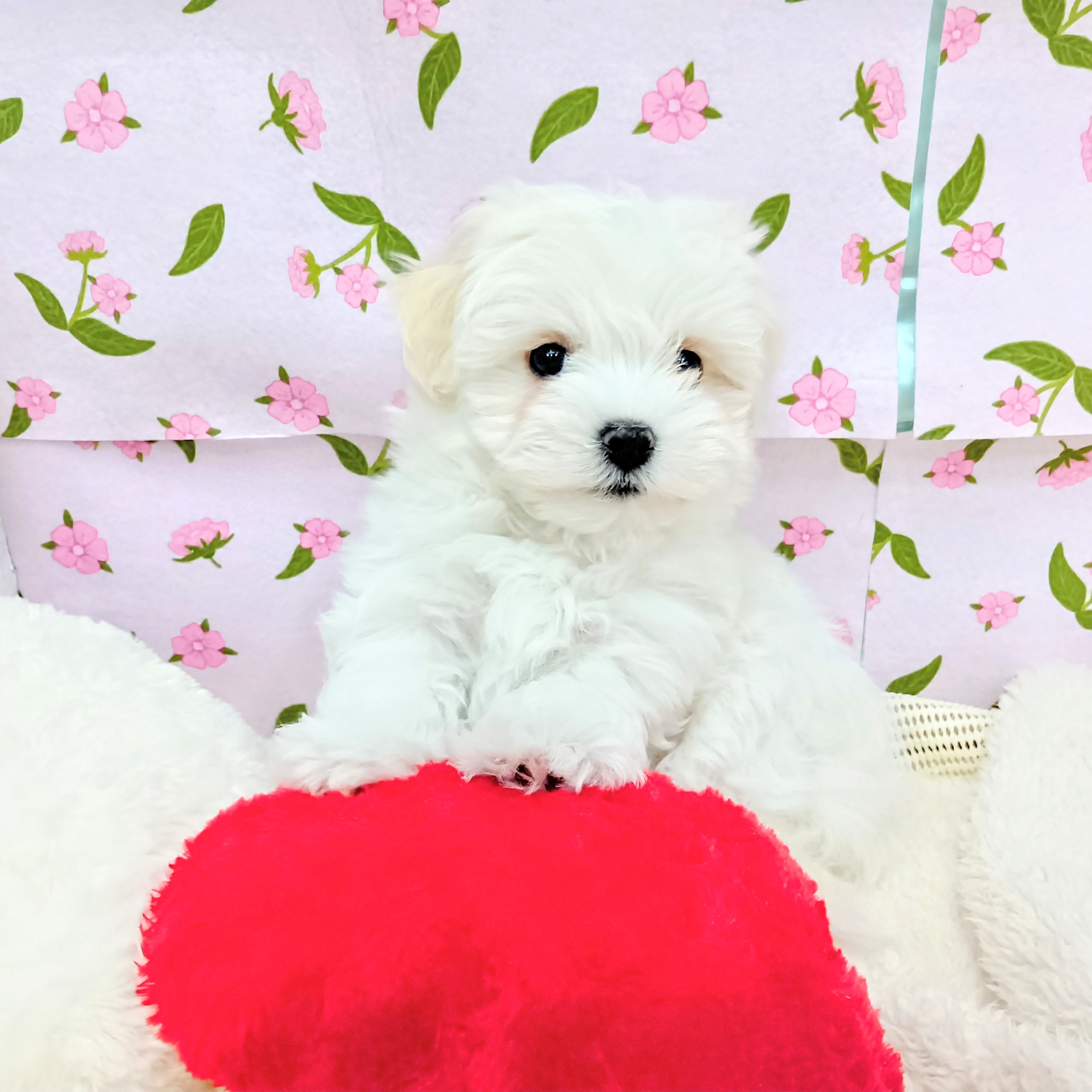 愛知県のハーフ犬・ミックス犬 (犬の家＆猫の里エアポートウォーク店/2026年2月8日生まれ/女の子/ホワイト)の子犬の3枚目の画像