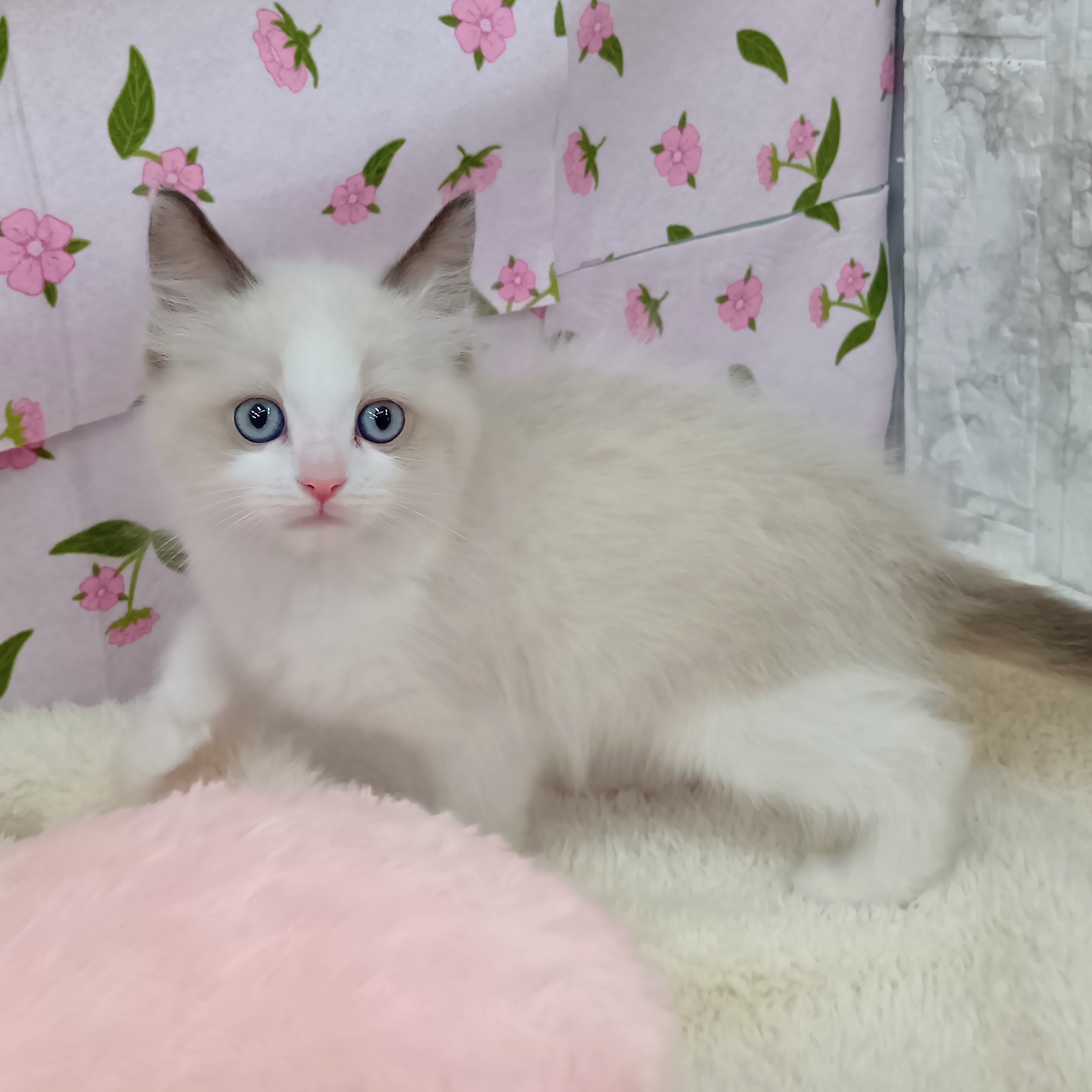 愛知県のラグドール (犬の家＆猫の里エアポートウォーク店/2026年2月4日生まれ/男の子/シールポイントバイカラー)の子猫の3枚目の画像