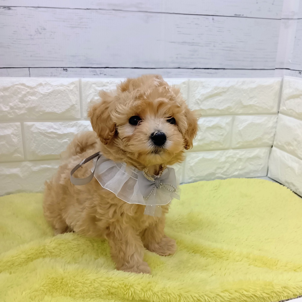 静岡県のマルプー(マルチーズ×プードル) (犬の家＆猫の里アミーゴ浜松和田店/2026年3月16日生まれ/男の子/アプリコット)の子犬の3枚目の画像