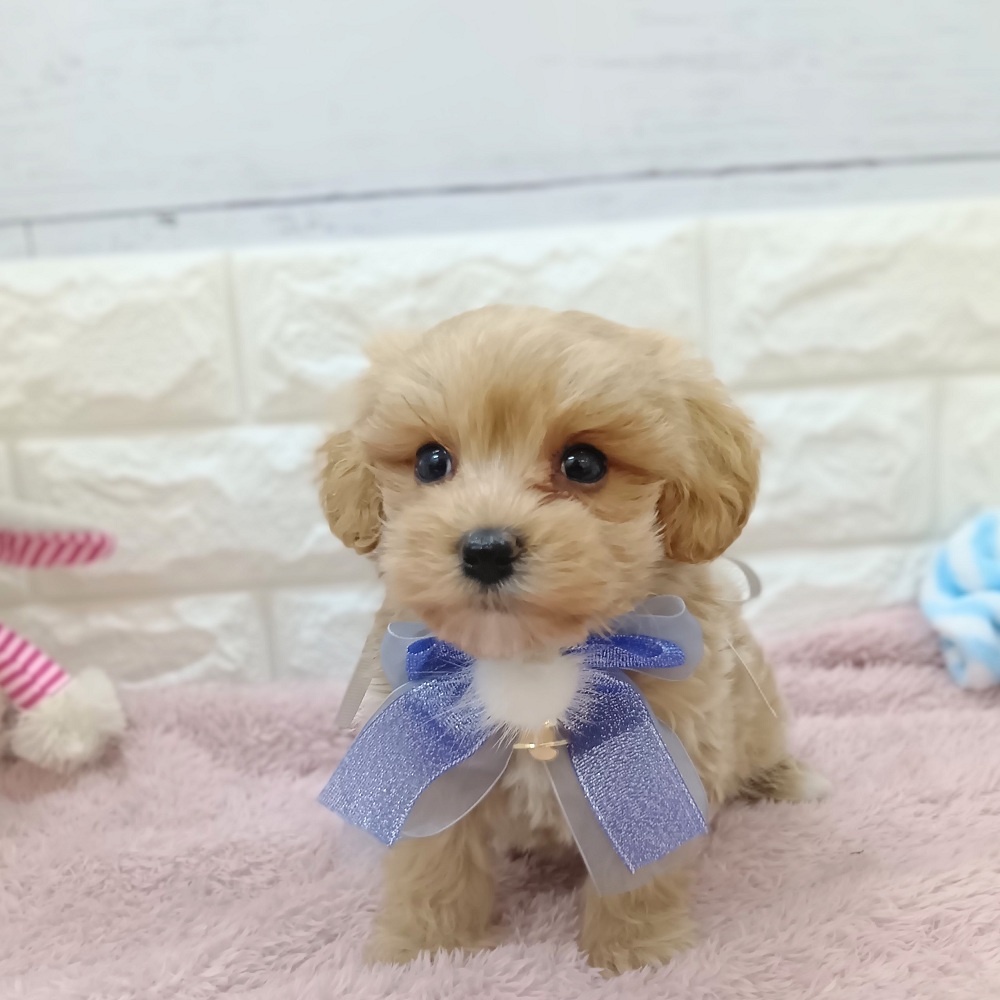 静岡県のマルプー(マルチーズ×プードル) (犬の家＆猫の里アミーゴ浜松和田店/2026年3月31日生まれ/男の子/アプリコット)の子犬の3枚目の画像