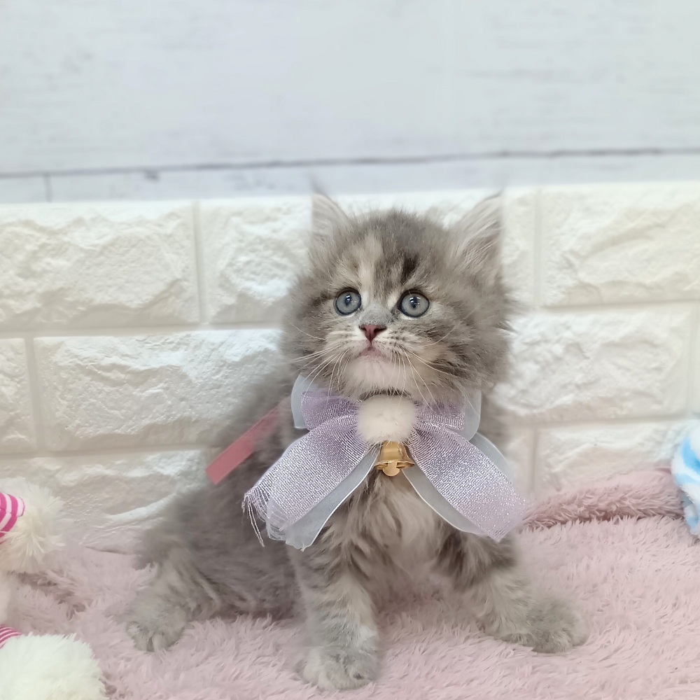 静岡県のサイベリアン (犬の家＆猫の里アミーゴ浜松和田店/2026年3月27日生まれ/女の子/ブルーパッチドタビー)の子猫の3枚目の画像
