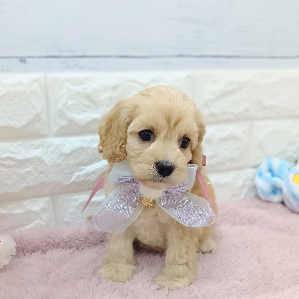 静岡県のコッカプー(アメリカンコッカースパニエル×プードル) (犬の家＆猫の里アミーゴ浜松和田店/2026年4月12日生まれ/女の子/バフ)の子犬の3枚目の画像