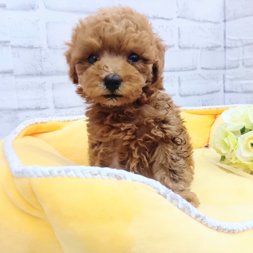 愛知県のトイプードル(トイ) (犬の家＆猫の里MEGAドン・キホーテ東海名和店/2026年6月7日生まれ/男の子/レッドフォーン)の子犬の3枚目の画像