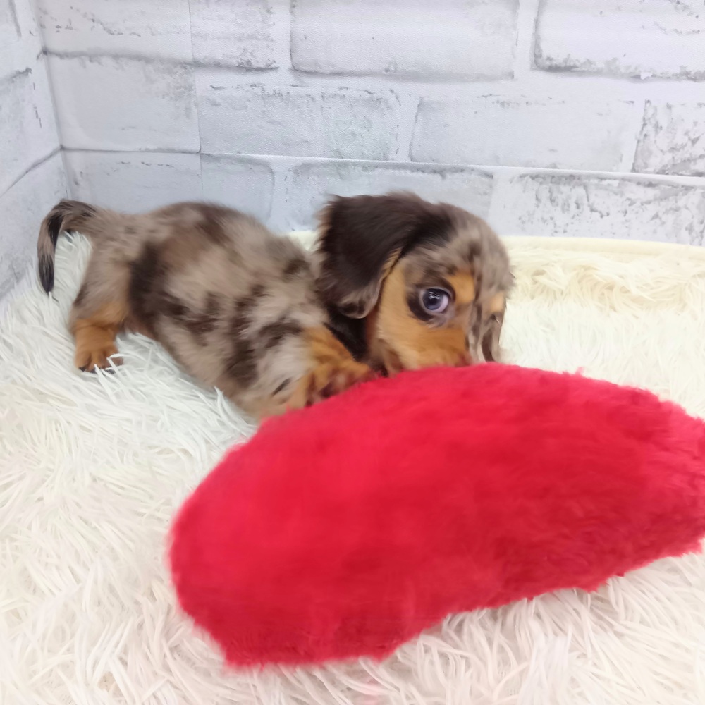 愛知県のミニチュアダックスフンド(ロング) (犬の家＆猫の里MEGAドン・キホーテ東海名和店/2026年7月14日生まれ/女の子/チョコレートダップル)の子犬の3枚目の画像