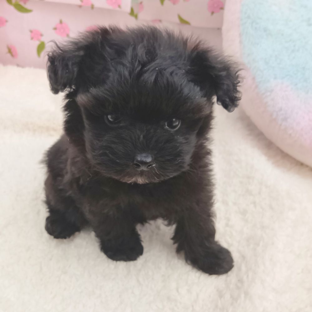 愛知県のポメプー(ポメラニアン×プードル) (犬の家＆猫の里エアポートウォーク店/2026年8月18日生まれ/男の子/ブラック)の子犬の3枚目の画像