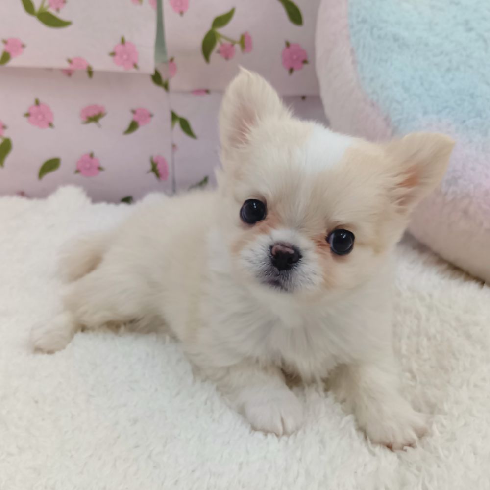 愛知県のチワワ(ロング) (犬の家＆猫の里エアポートウォーク店/2026年8月18日生まれ/女の子/クリーム)の子犬の3枚目の画像