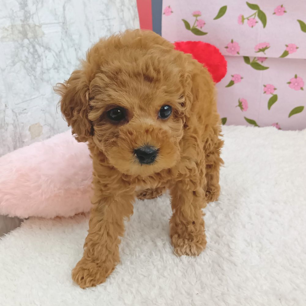 愛知県のトイプードル(トイ) (犬の家＆猫の里エアポートウォーク店/2026年8月15日生まれ/女の子/レッド)の子犬の3枚目の画像