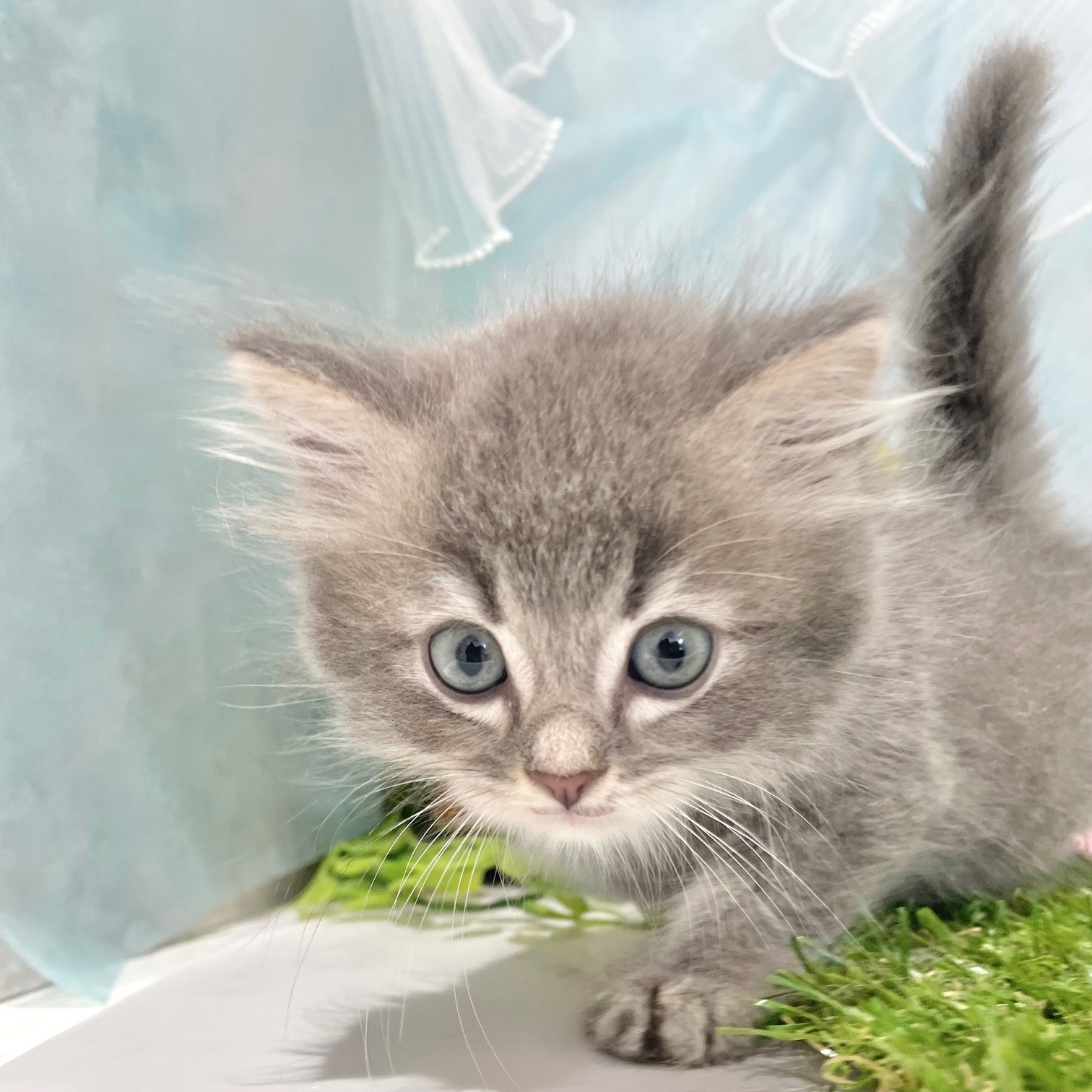 福岡県のサイベリアン (犬の家＆猫の里くりえいと宗像店/2026年6月15日生まれ/男の子/ブルータビーホワイト)の子猫の3枚目の画像